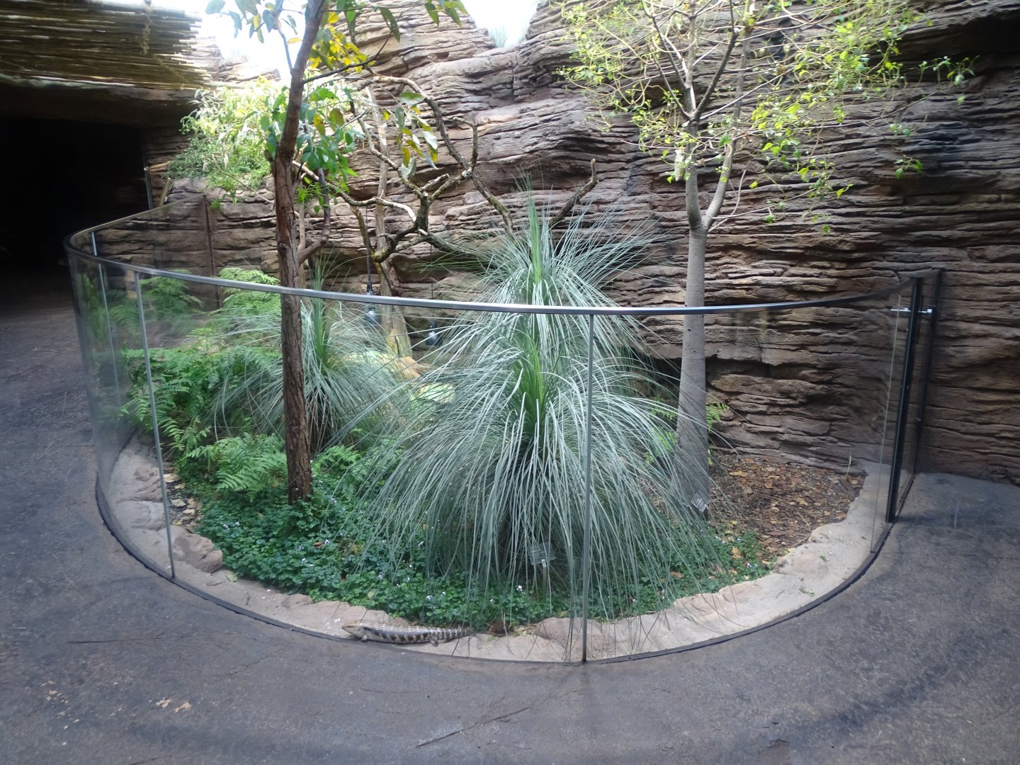 Northern blue-tongued skink exhibit