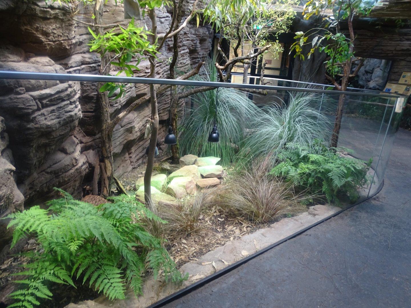Northern blue-tongued skink exhibit