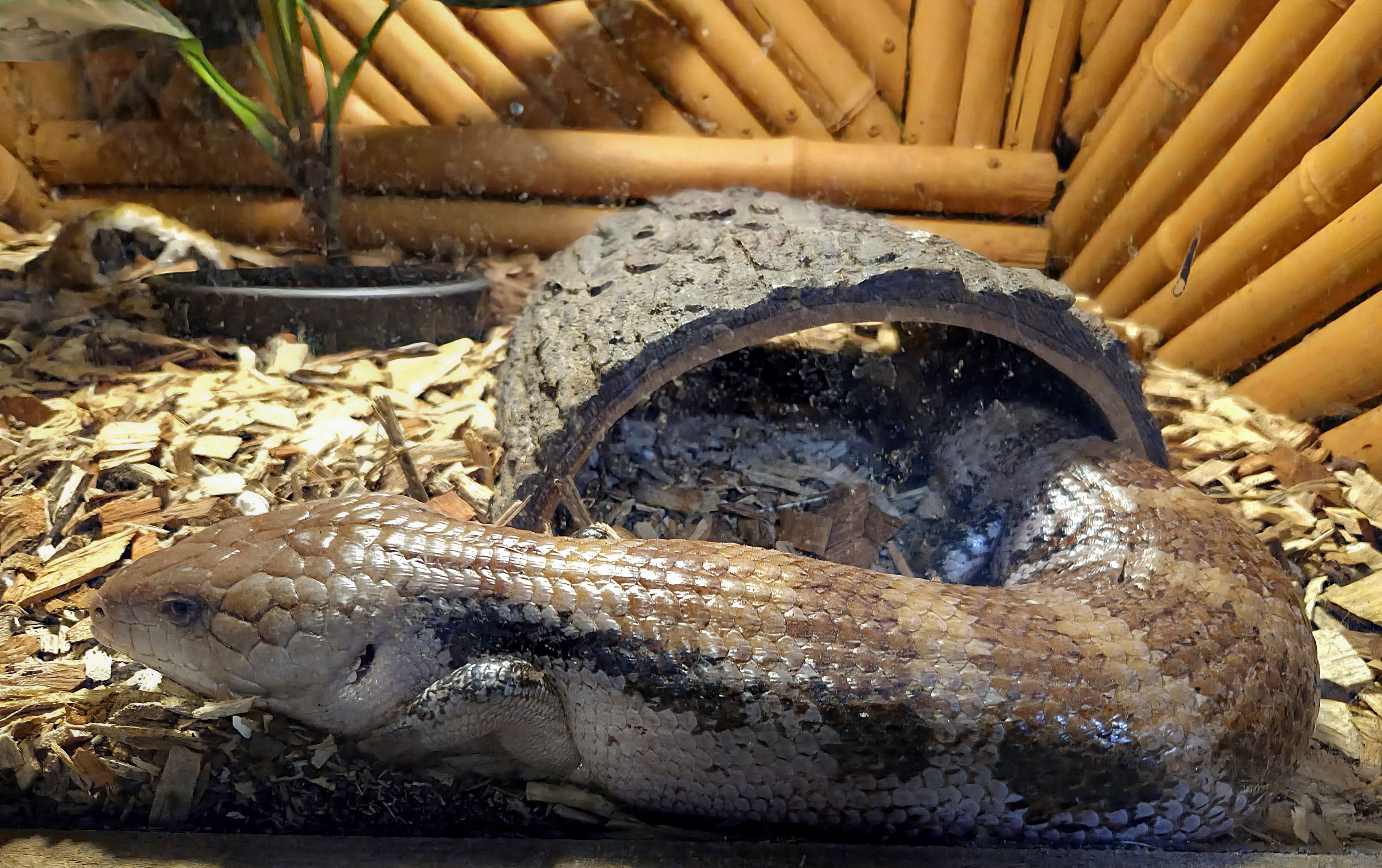 Northern Blue-Tongued Skink - Rainforest Adventures