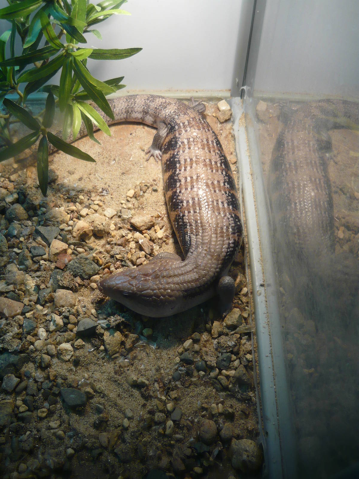 Northern blue-tongued skink (Tiliqua scincoides intermedia)