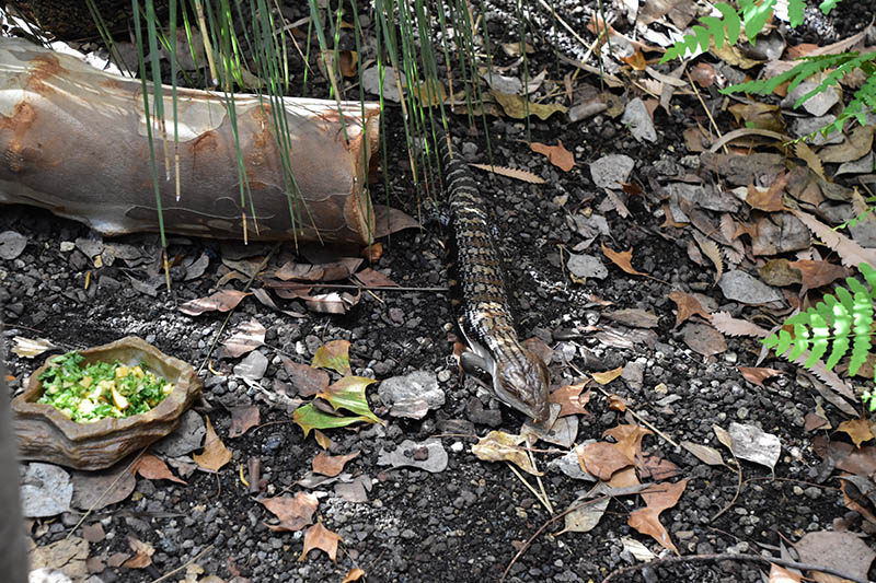 Northern blue-tongued skink (Tiliqua scincoides intermedia)