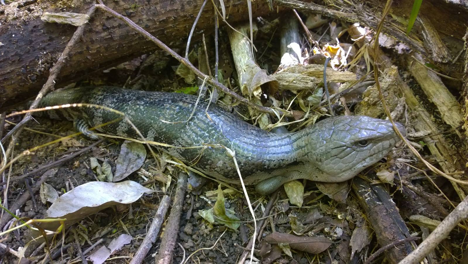 Northern blue-tongued skink