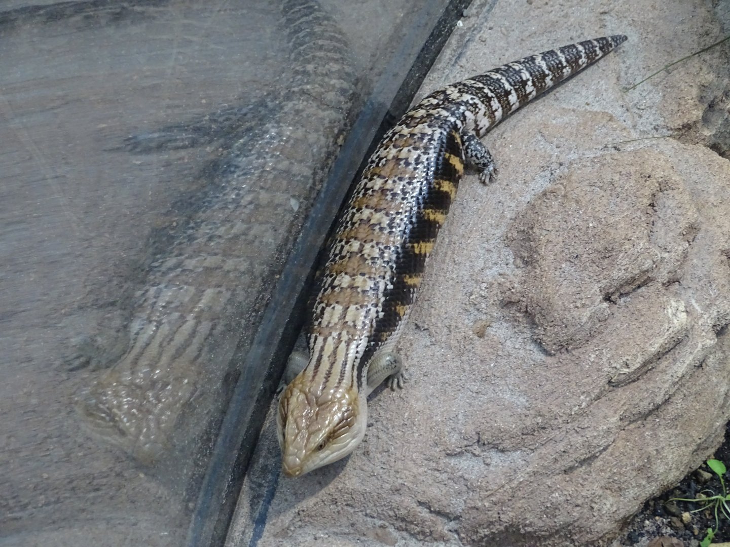 Northern blue-tongued skink