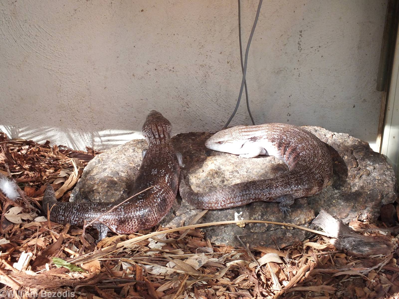 Northern Blue-tongued Skinks