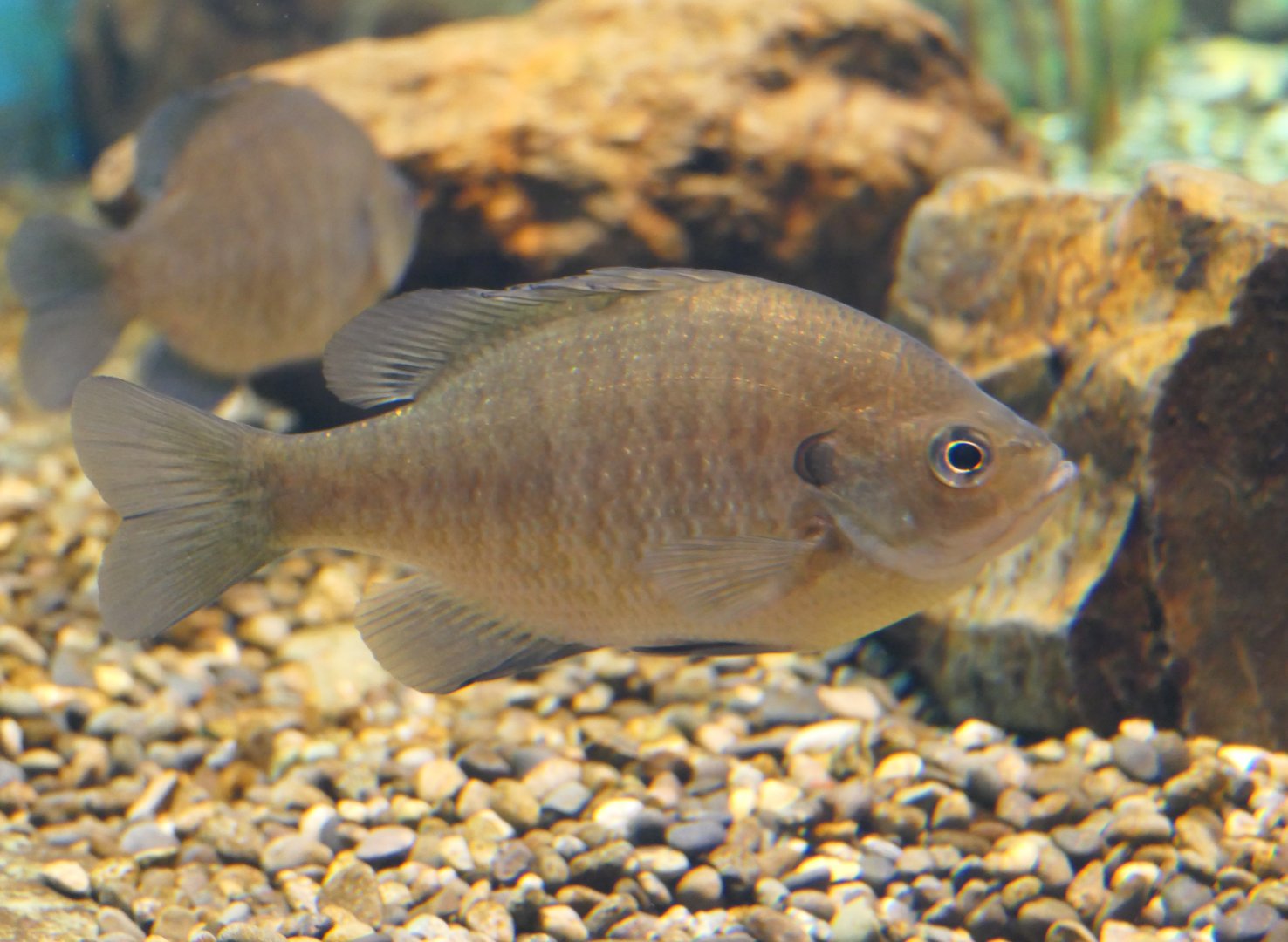 Northern Bluegill (Lepomis macrochirus macrochirus) - Lake Biwa Museum