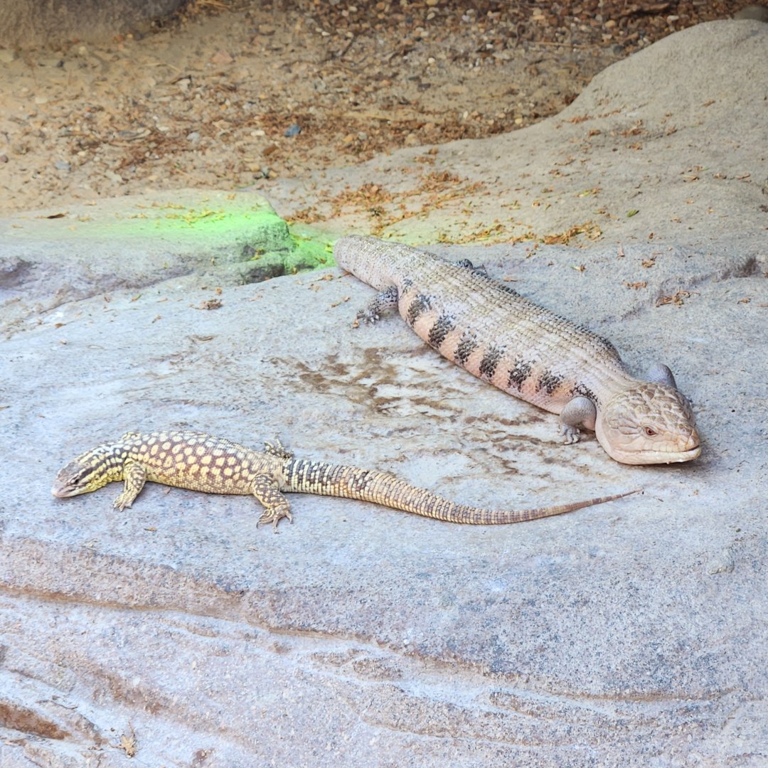 Northern Bluetongue Skink (Tiliqua scincoides intermedia) and Ridge-Tailed Monitor (Varanus acanthurus)