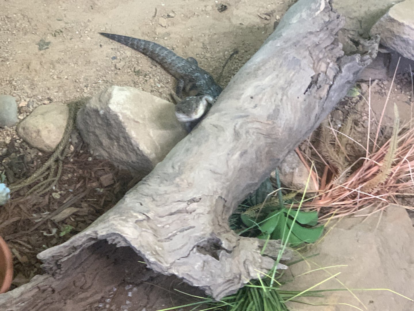 Northern Bluetongued Lizard in the 'Dragon House'