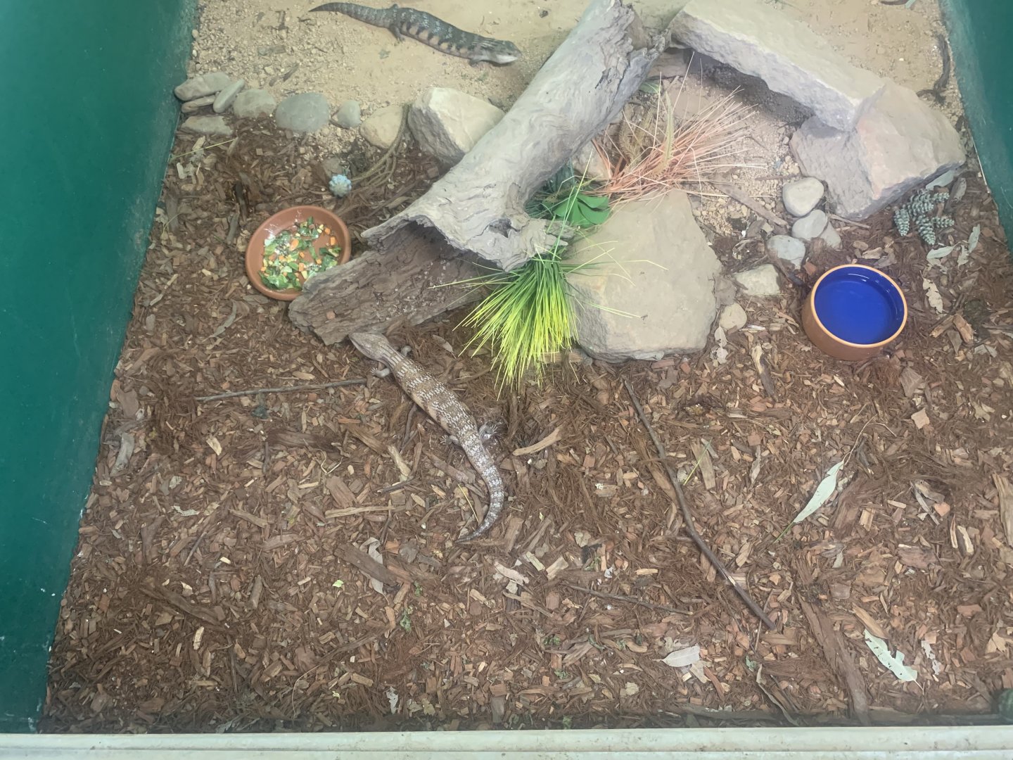 Northern Bluetongued Lizards in the 'Dragon House'