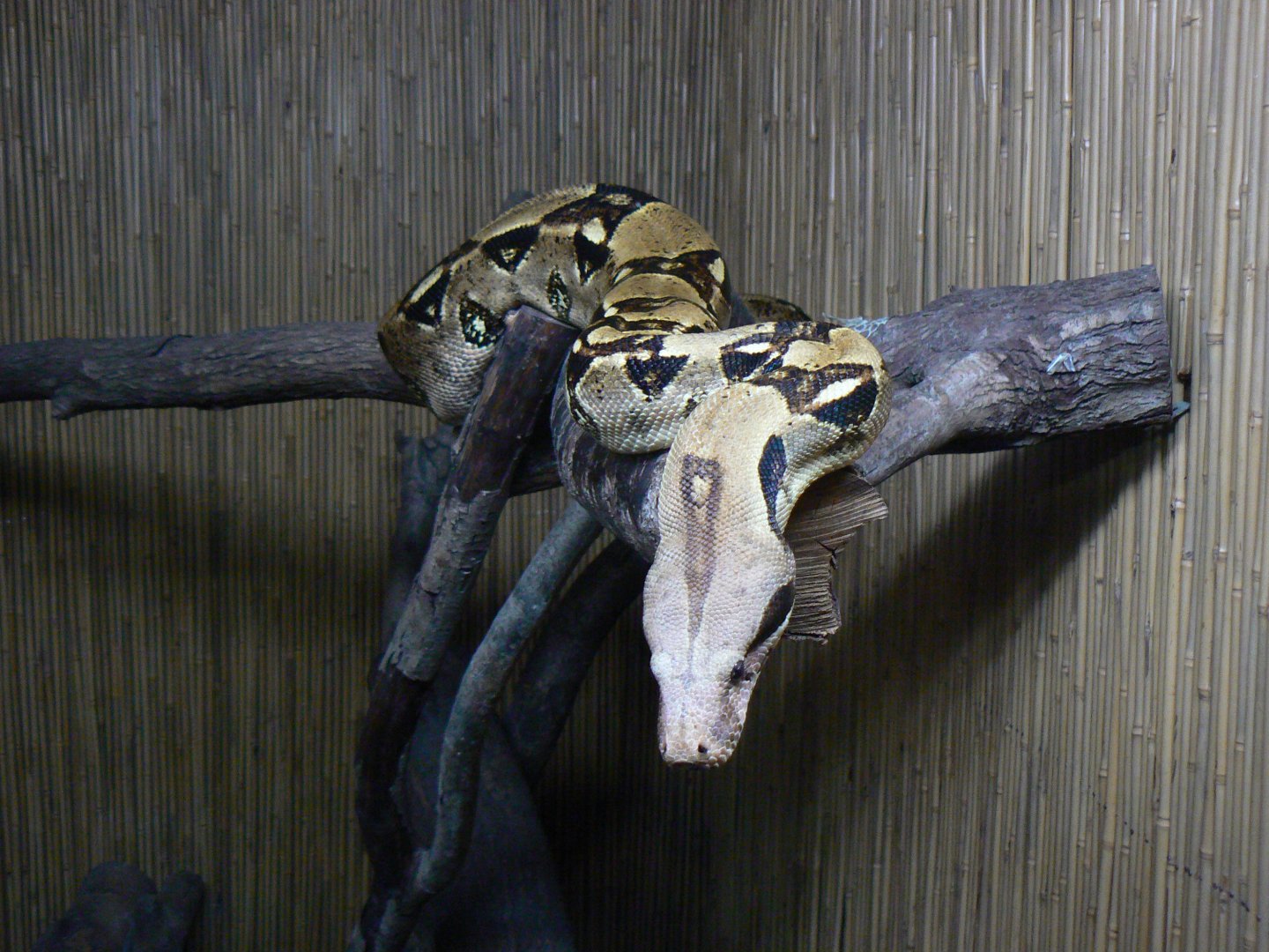 Northern Boa - 16 October 2016