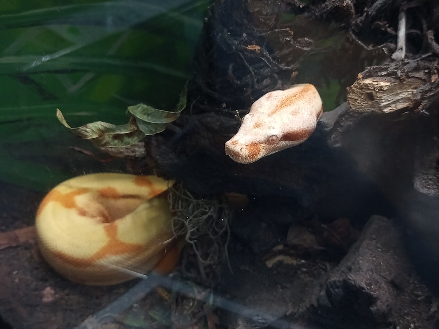 Northern boa ( boa imperator )