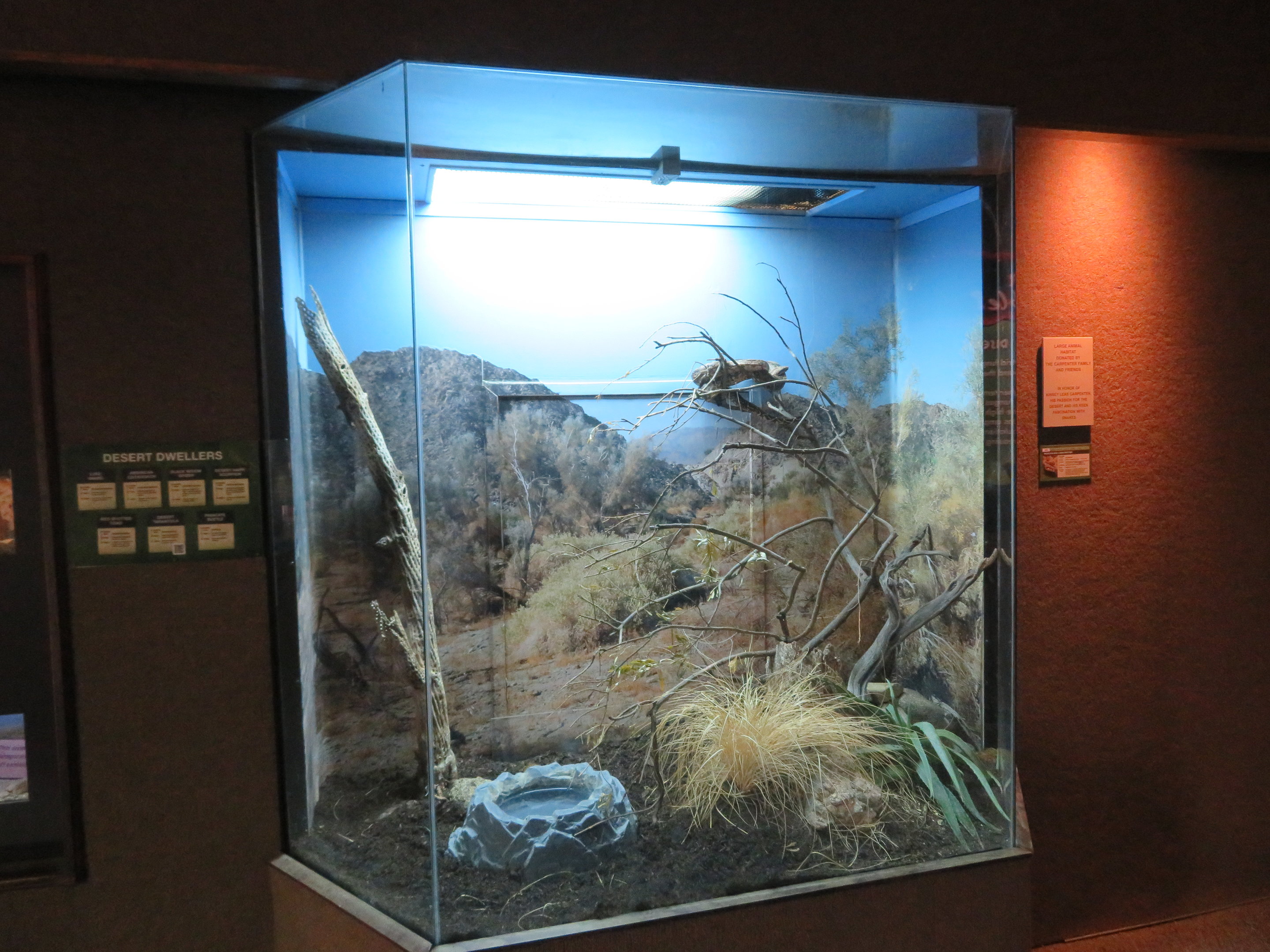 Northern Boa Exhibit