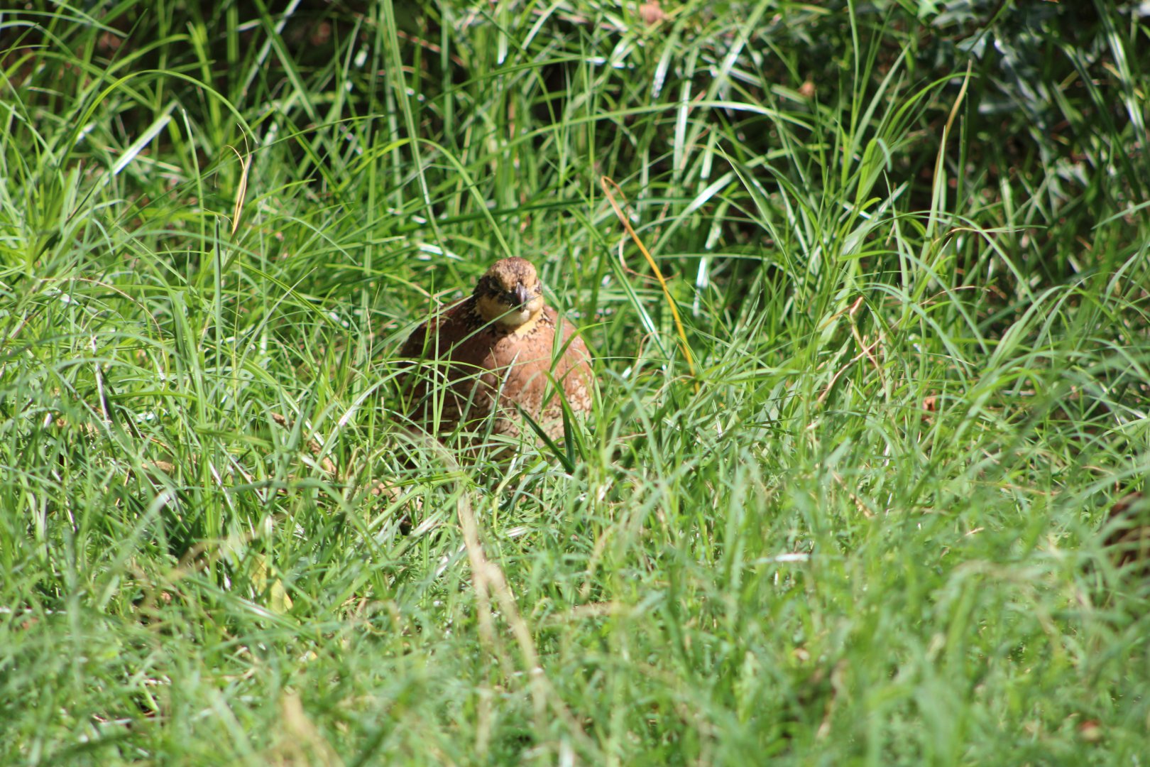 Northern Bobwhite (Colinus virginianus ssp.)
