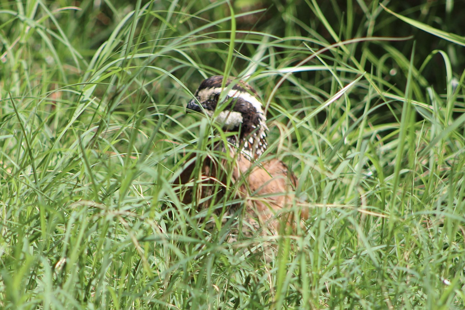 Northern Bobwhite (Colinus virginianus ssp.)