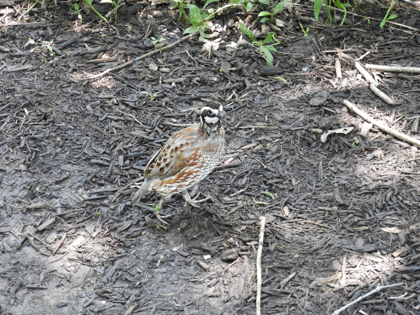 Northern Bobwhite (Colinus virginianus)