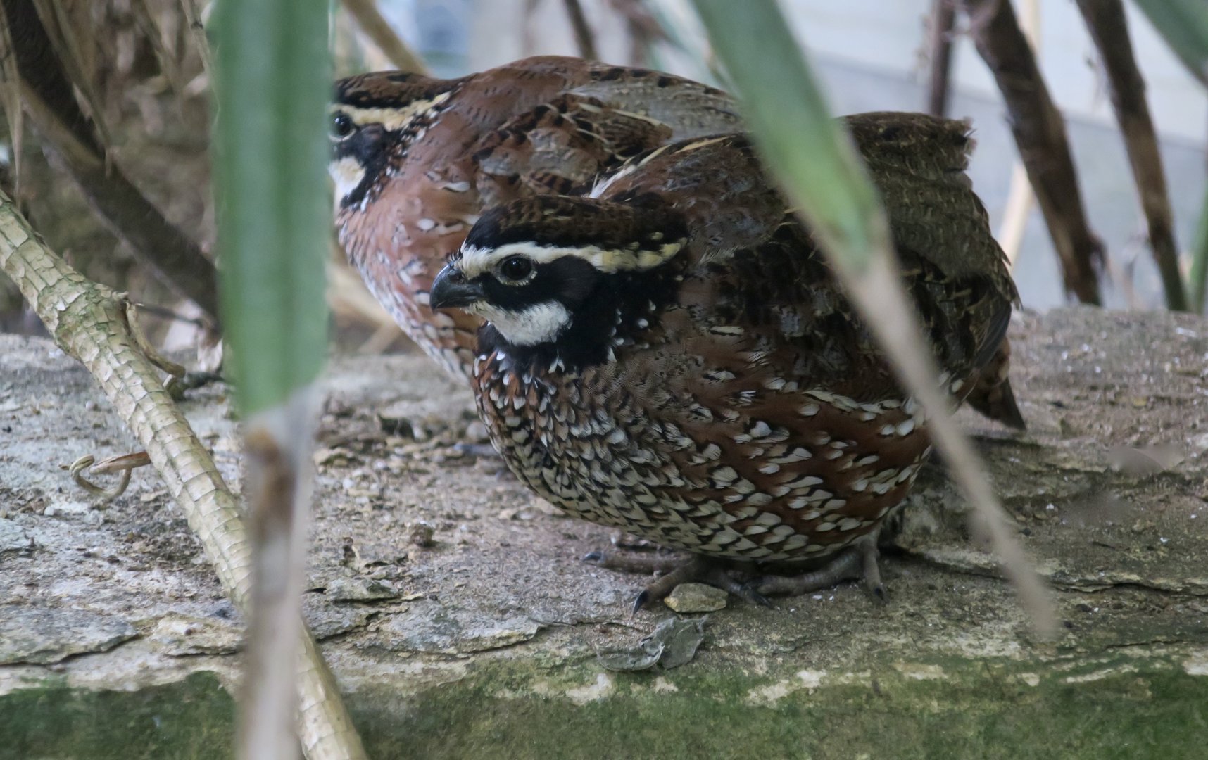 Northern Bobwhite (Colinus virginianus)