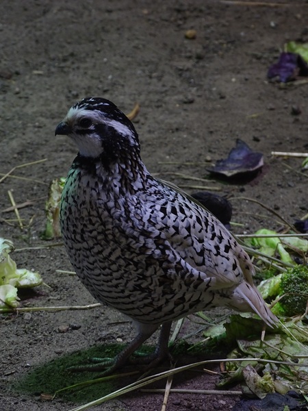 Northern bobwhite (Colinus virginianus)