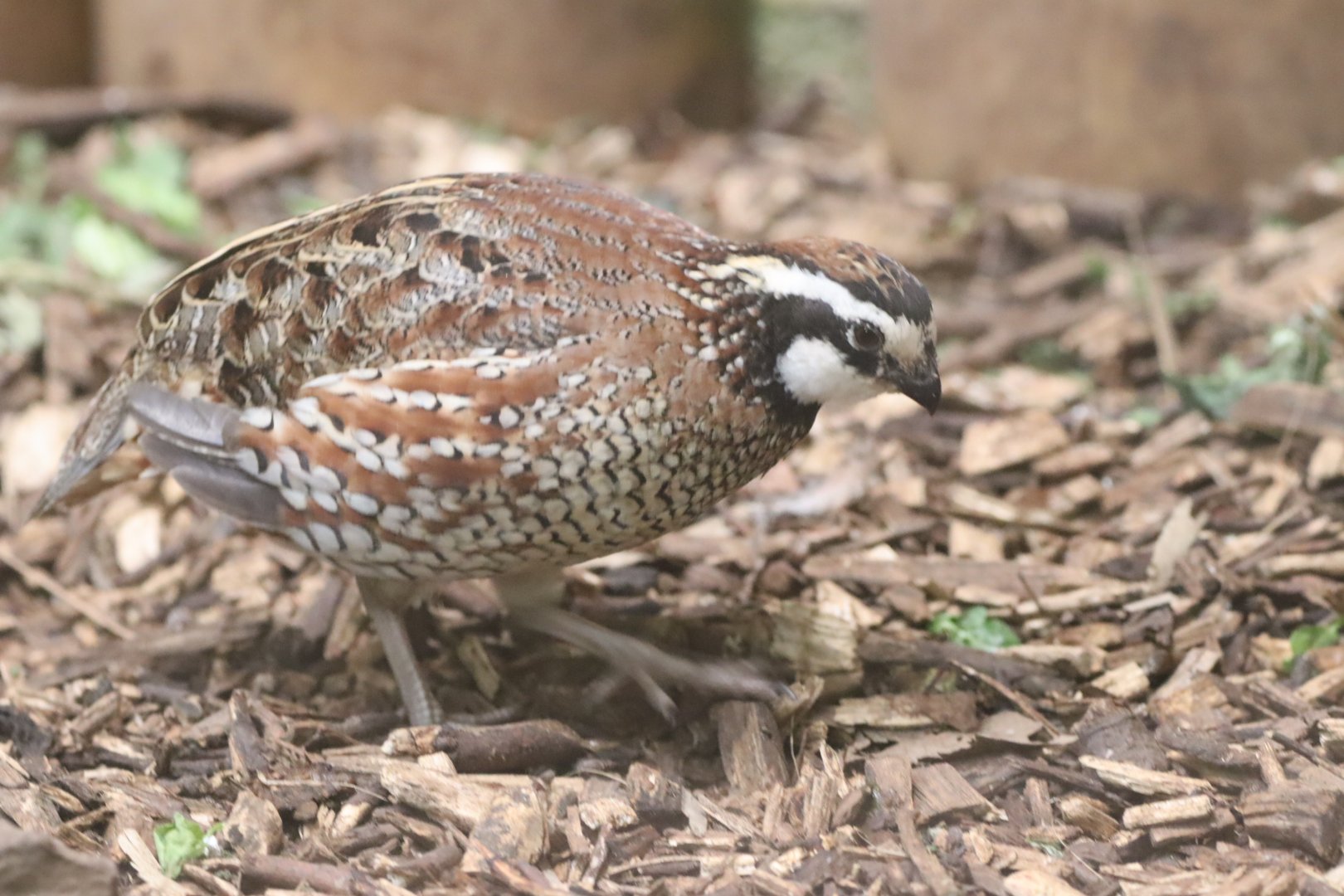 Northern Bobwhite Quail
