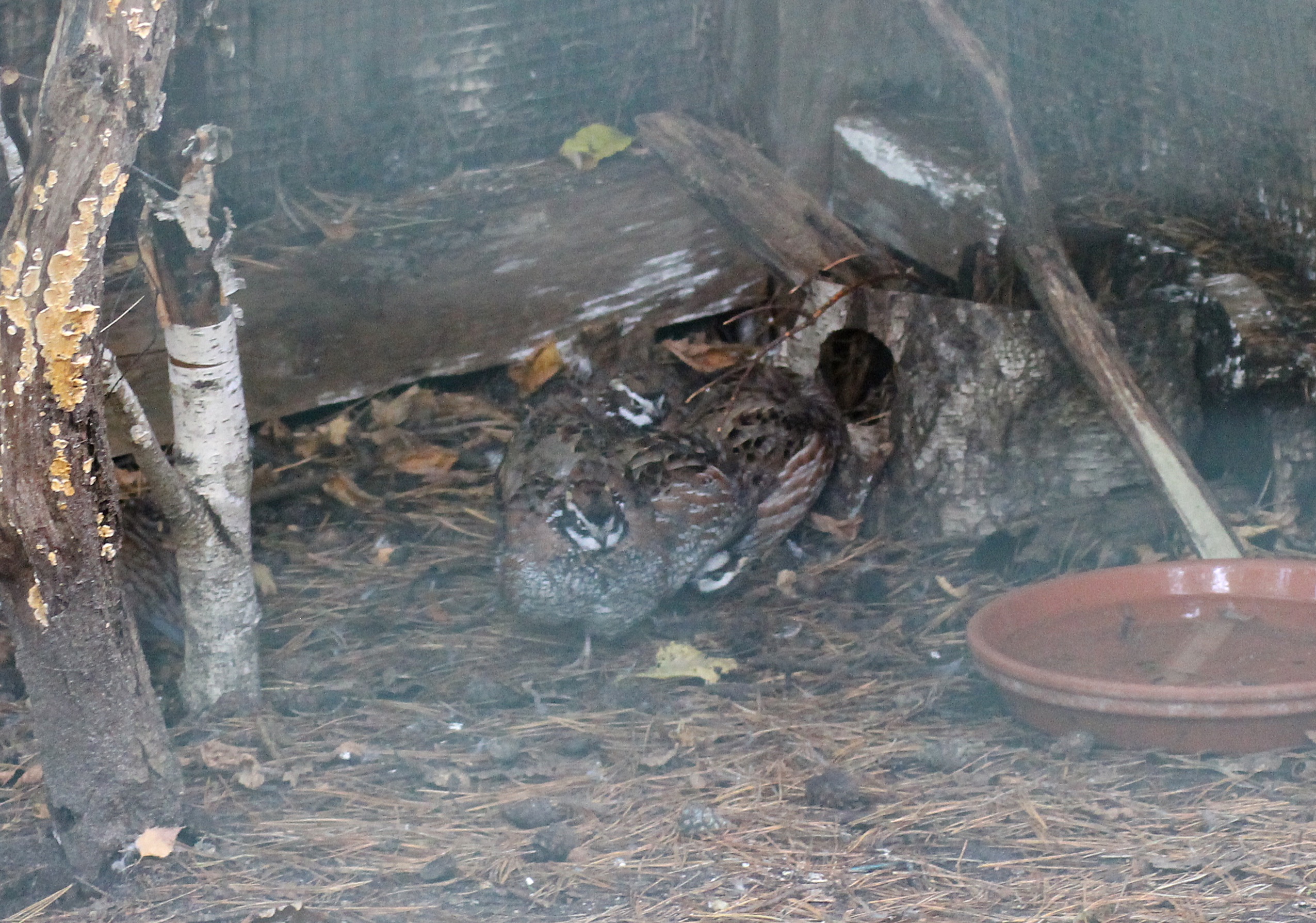 Northern bobwhite quails (Colinus virginianus)
