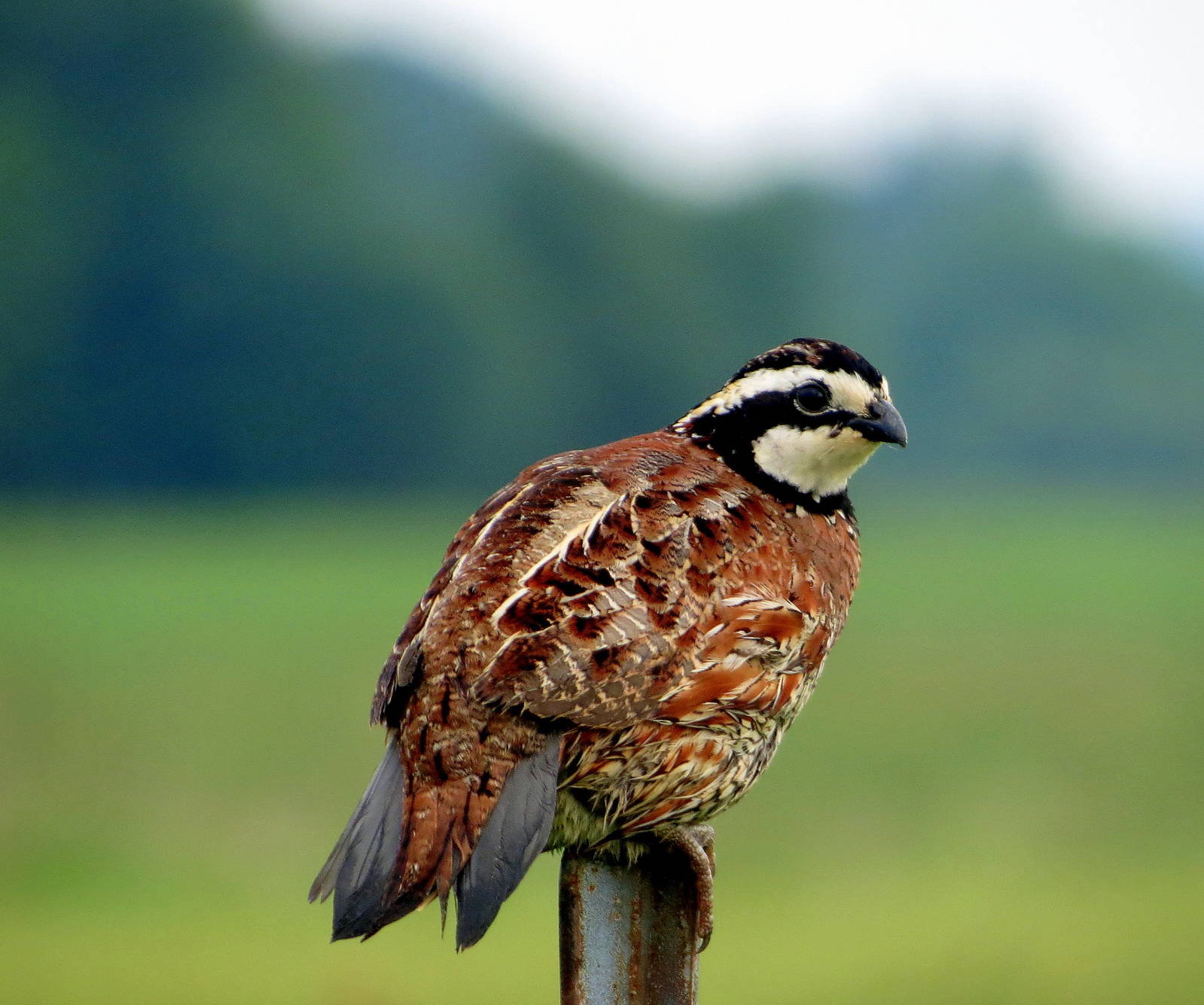 Northern Bobwhite