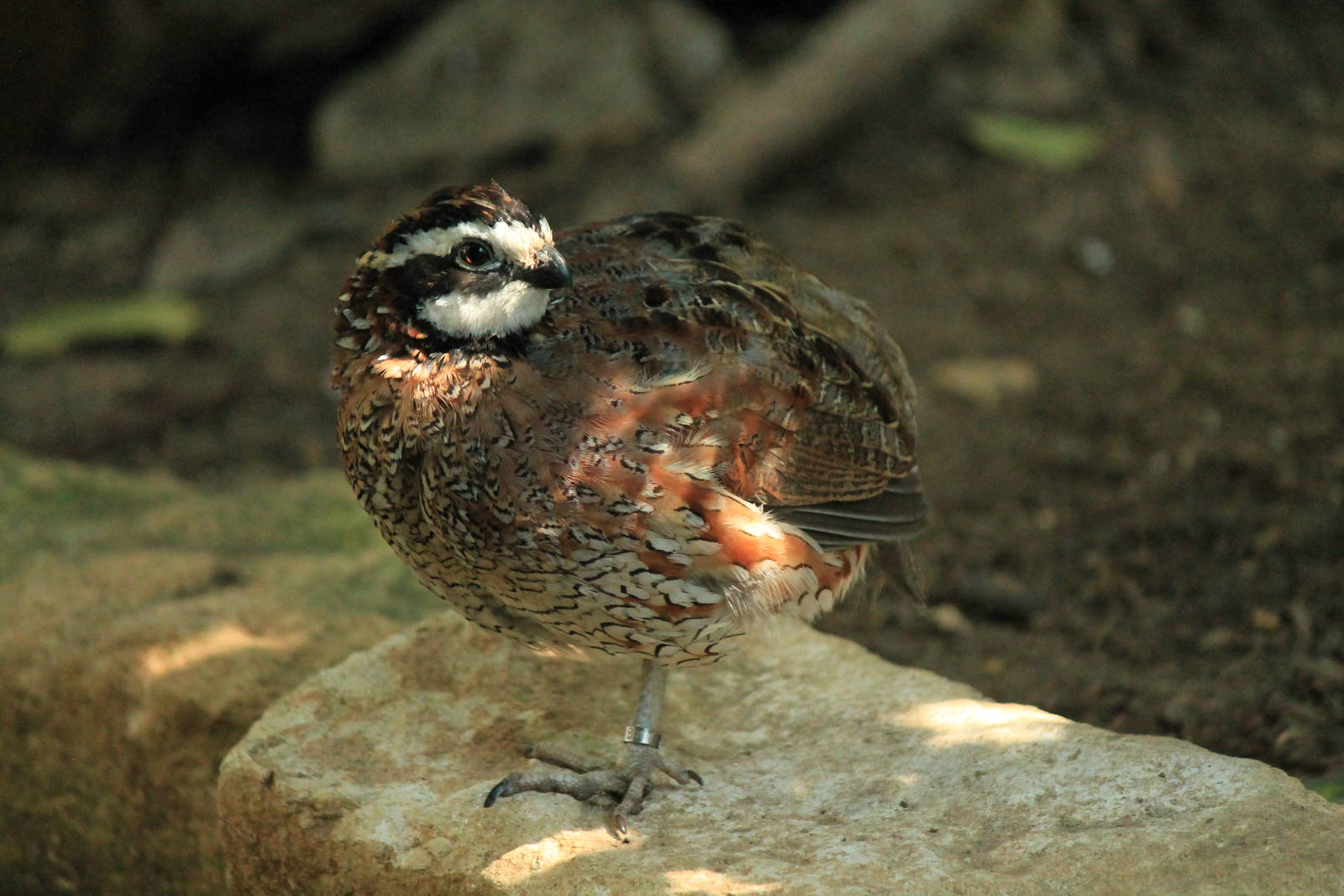 Northern Bobwhite