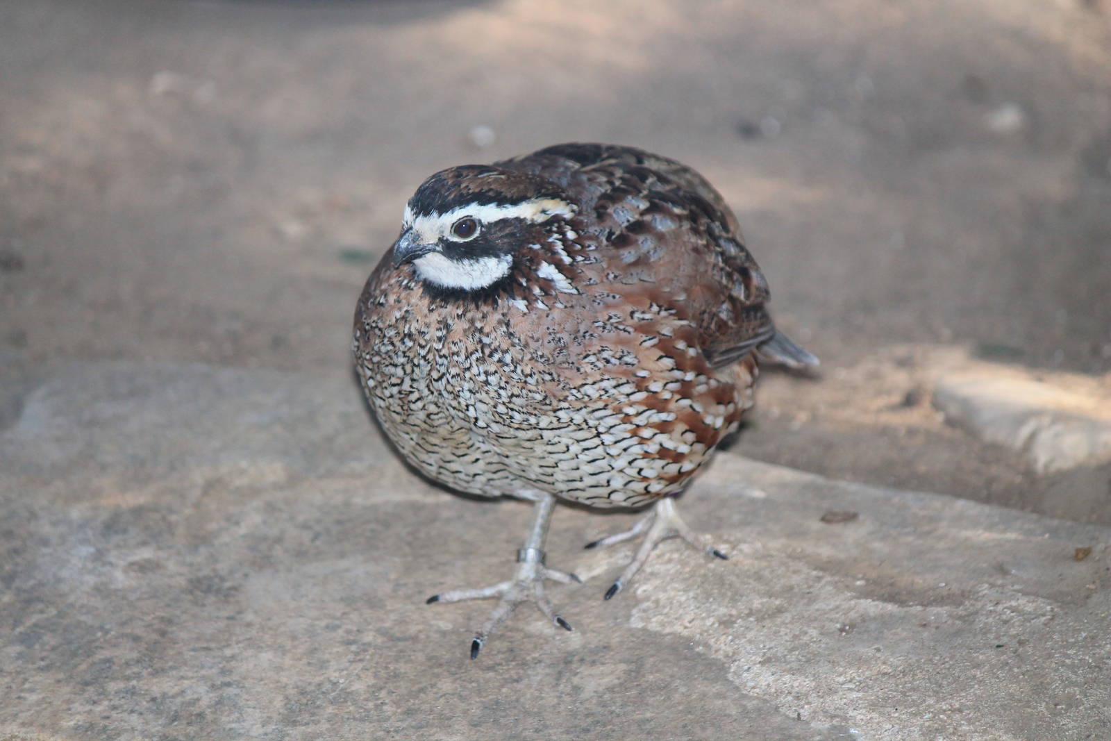 Northern Bobwhite