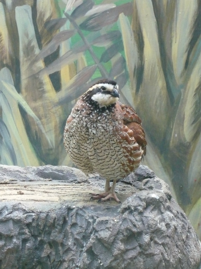 Northern bobwhite