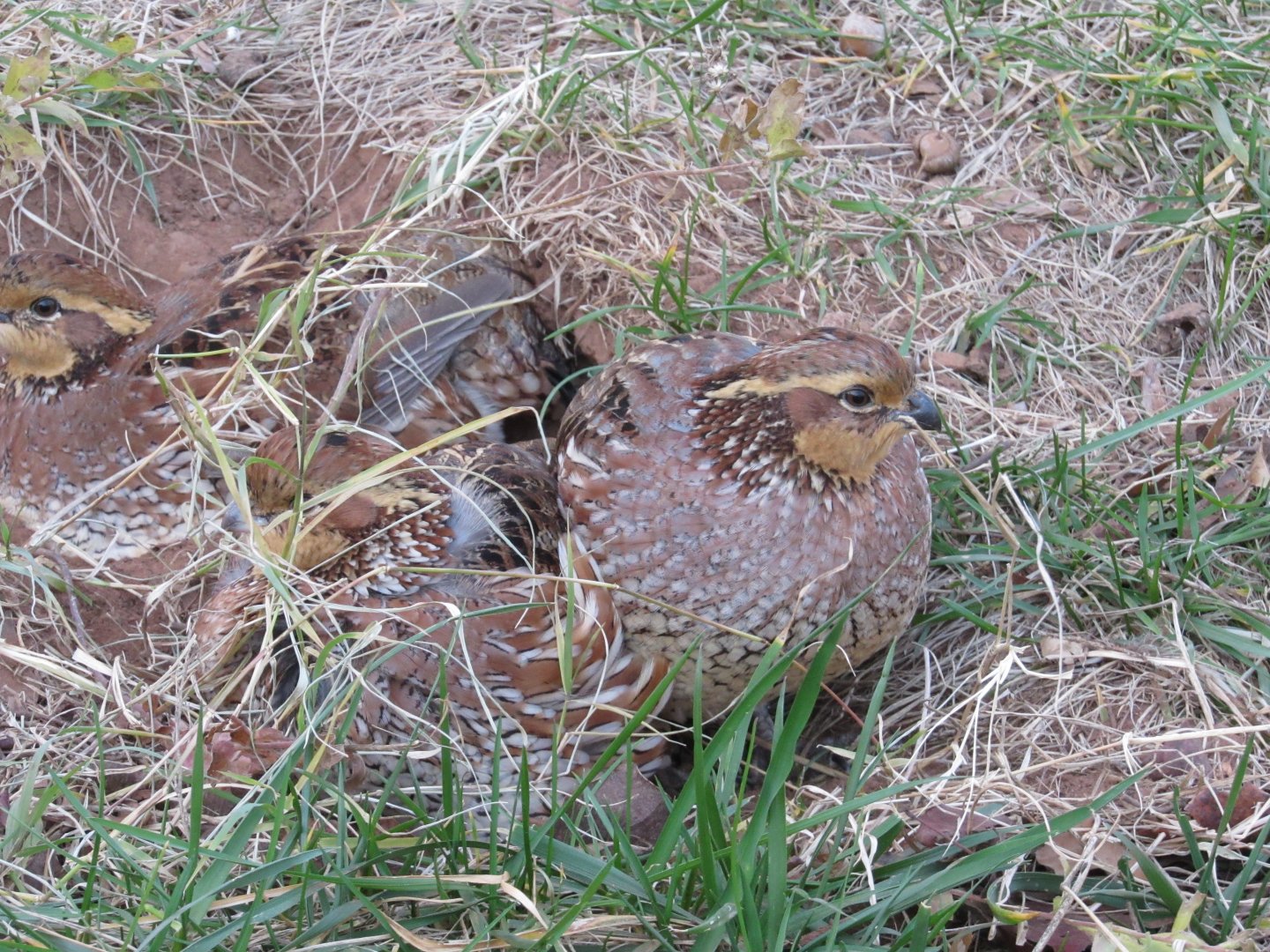 Northern Bobwhite