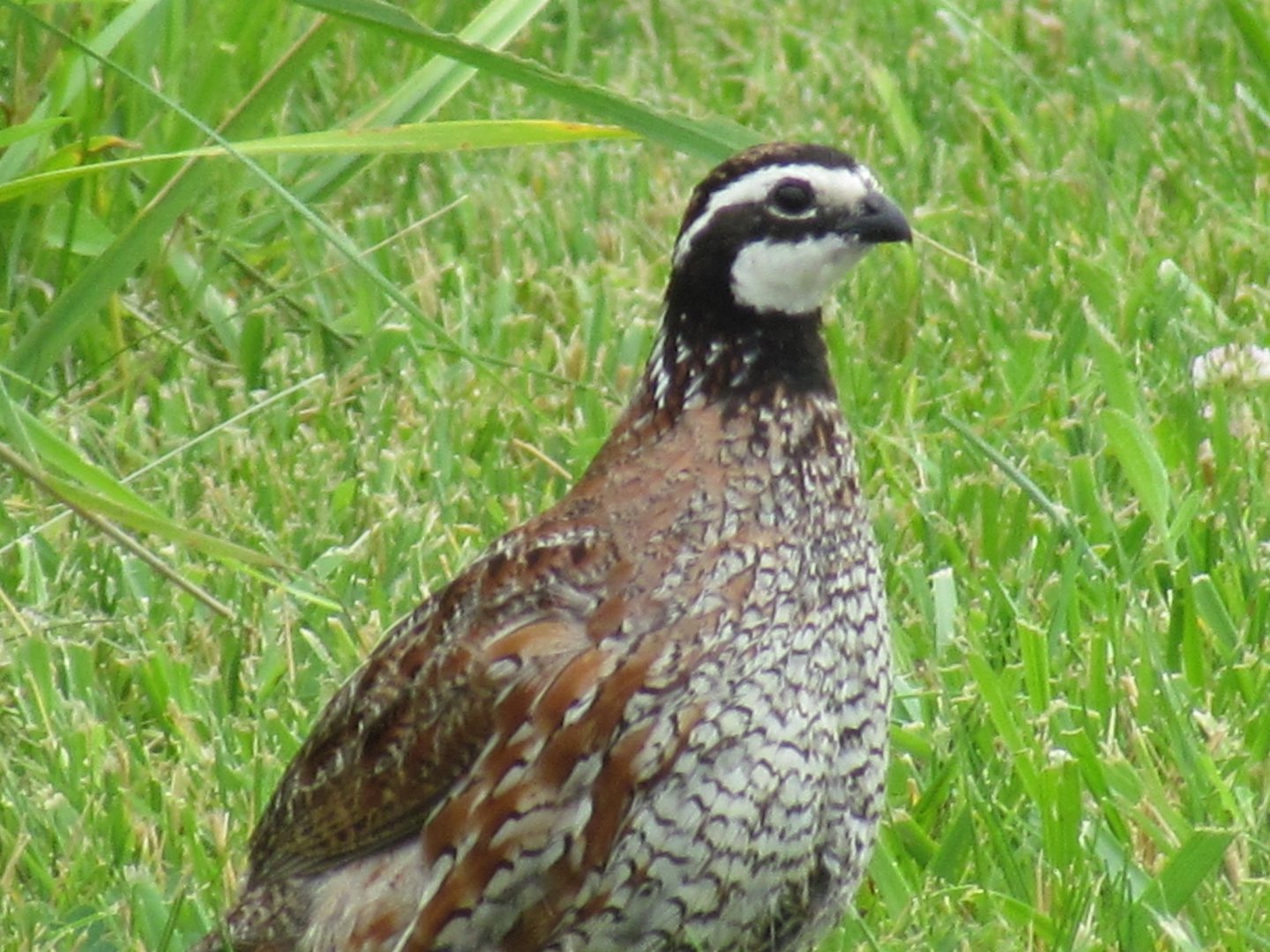 Northern Bobwhite