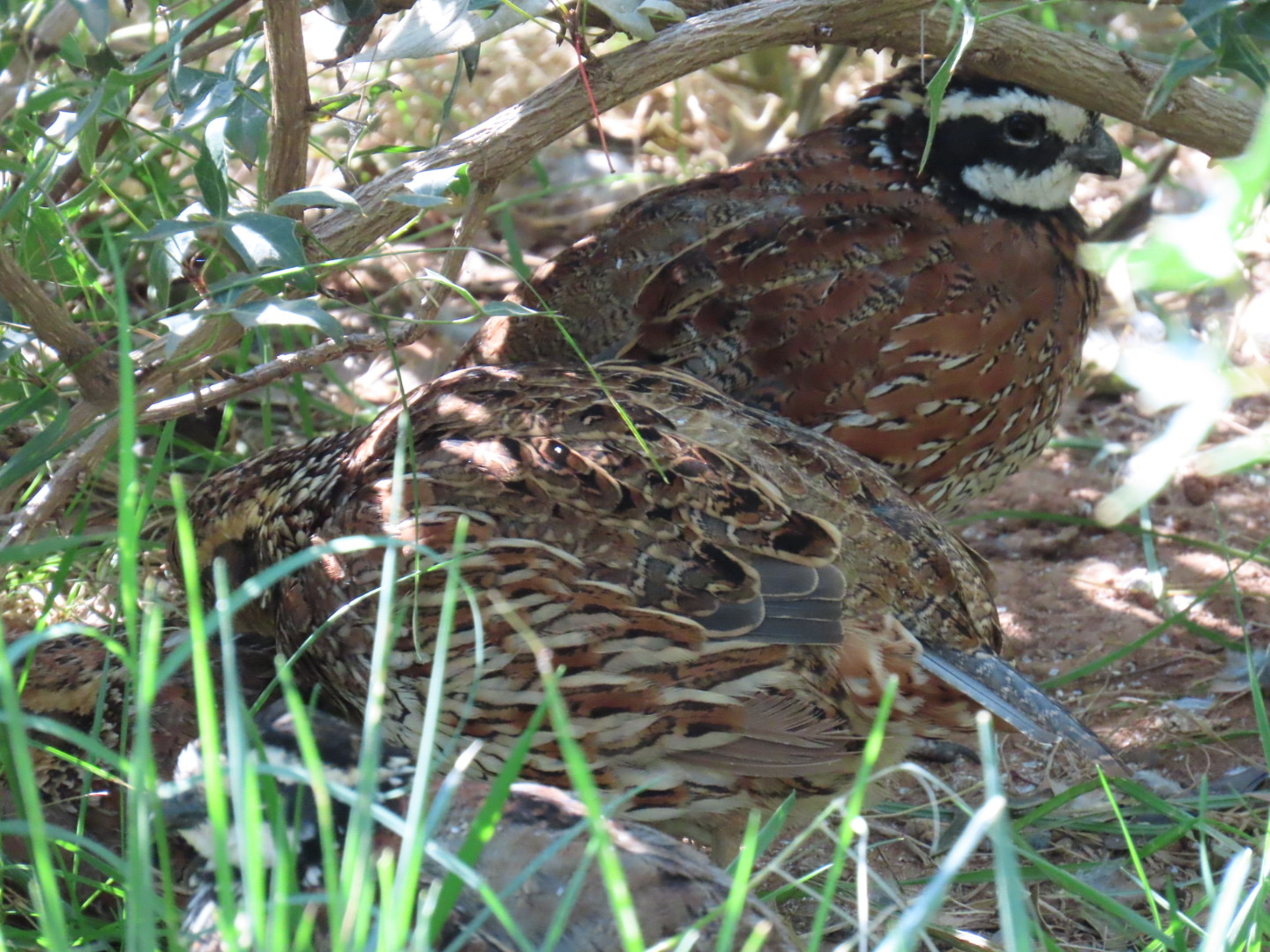 Northern Bobwhite