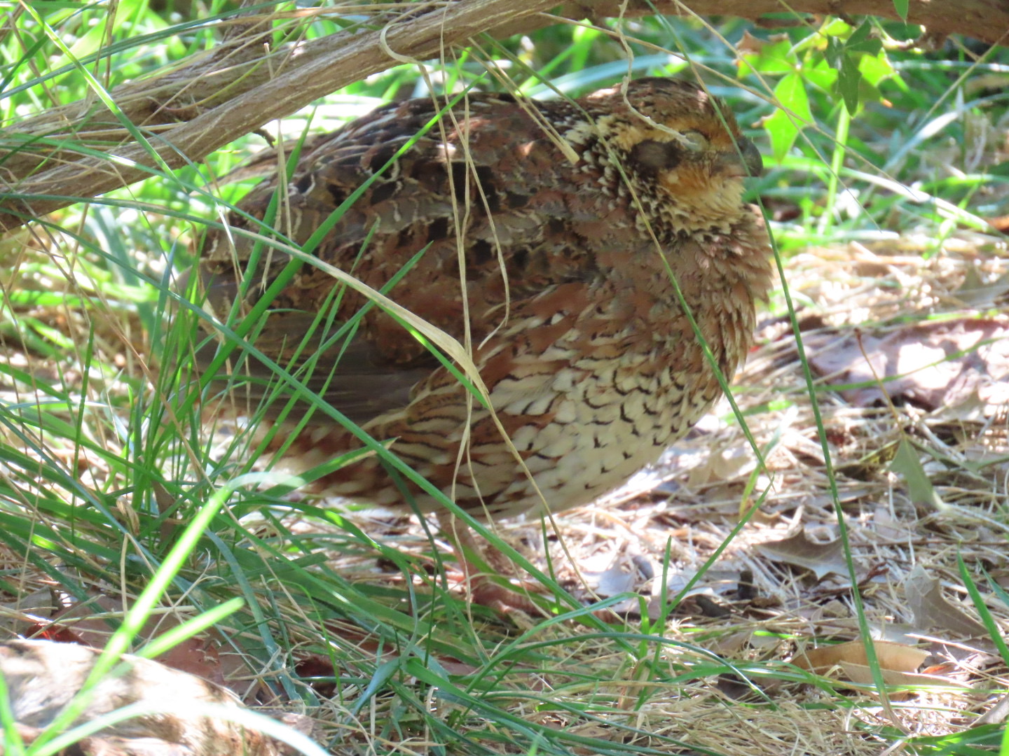 Northern Bobwhite