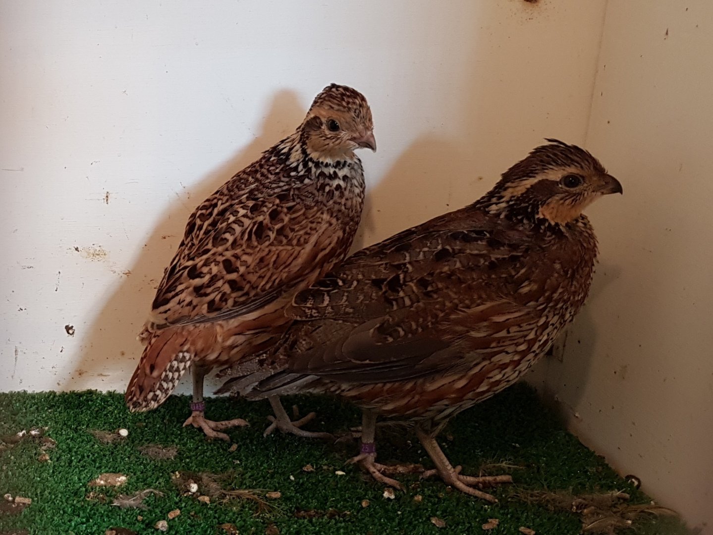 Northern bobwhites