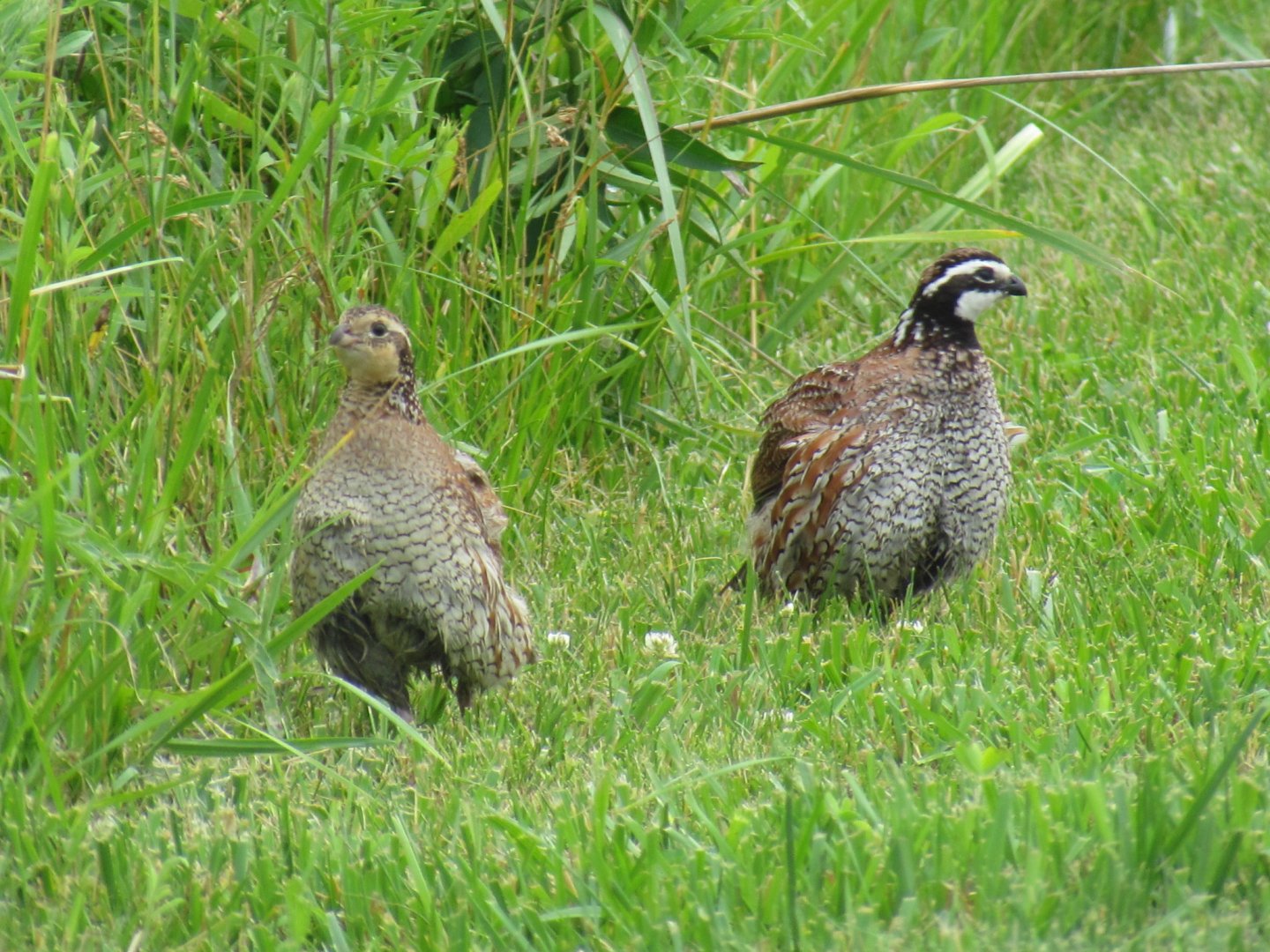 Northern Bobwhites