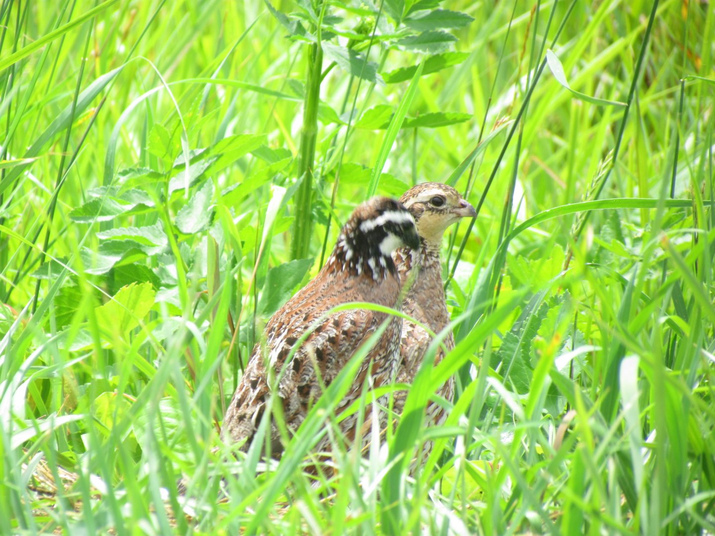 Northern Bobwhites