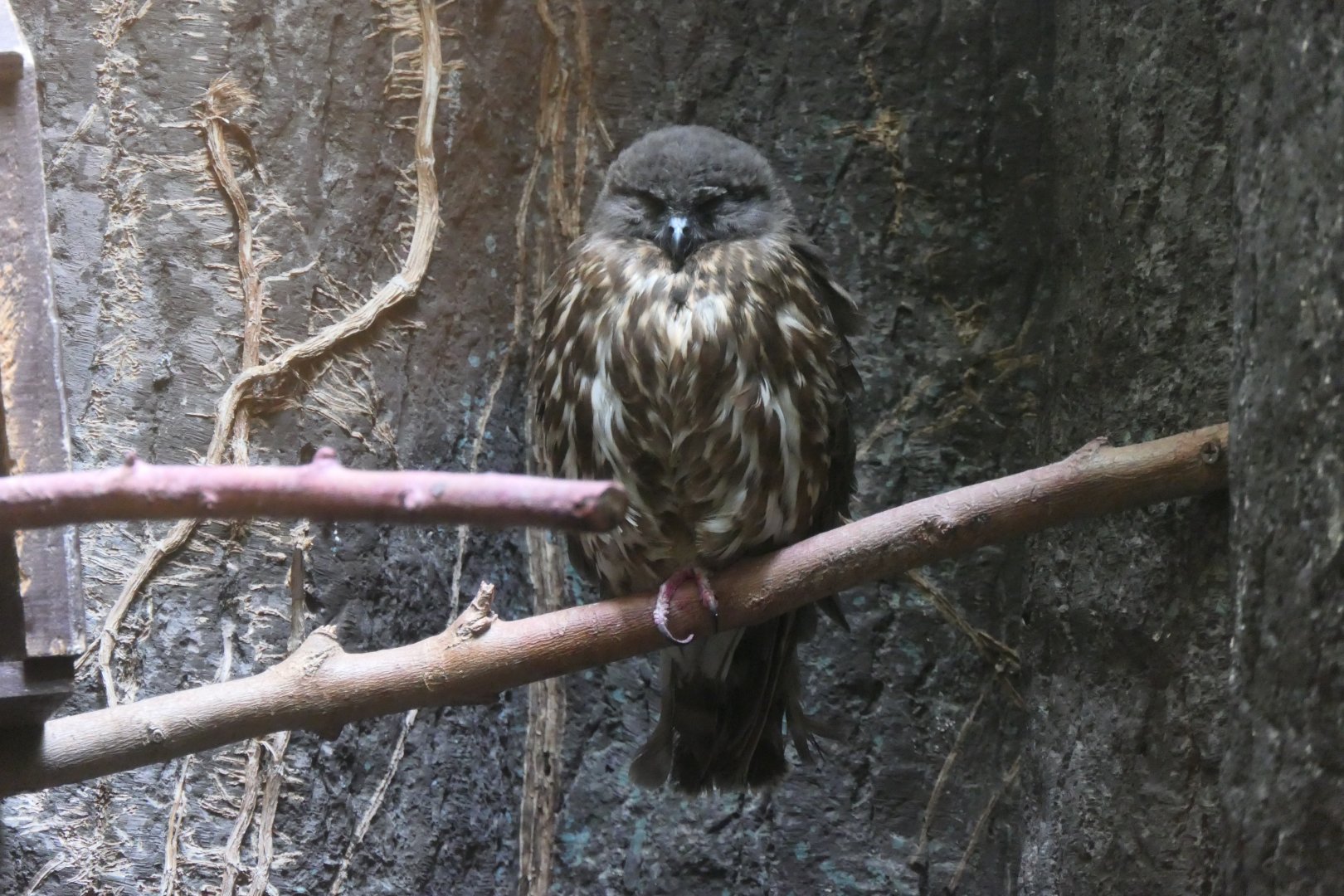 Northern Boobook (Ninox japonica japonica)