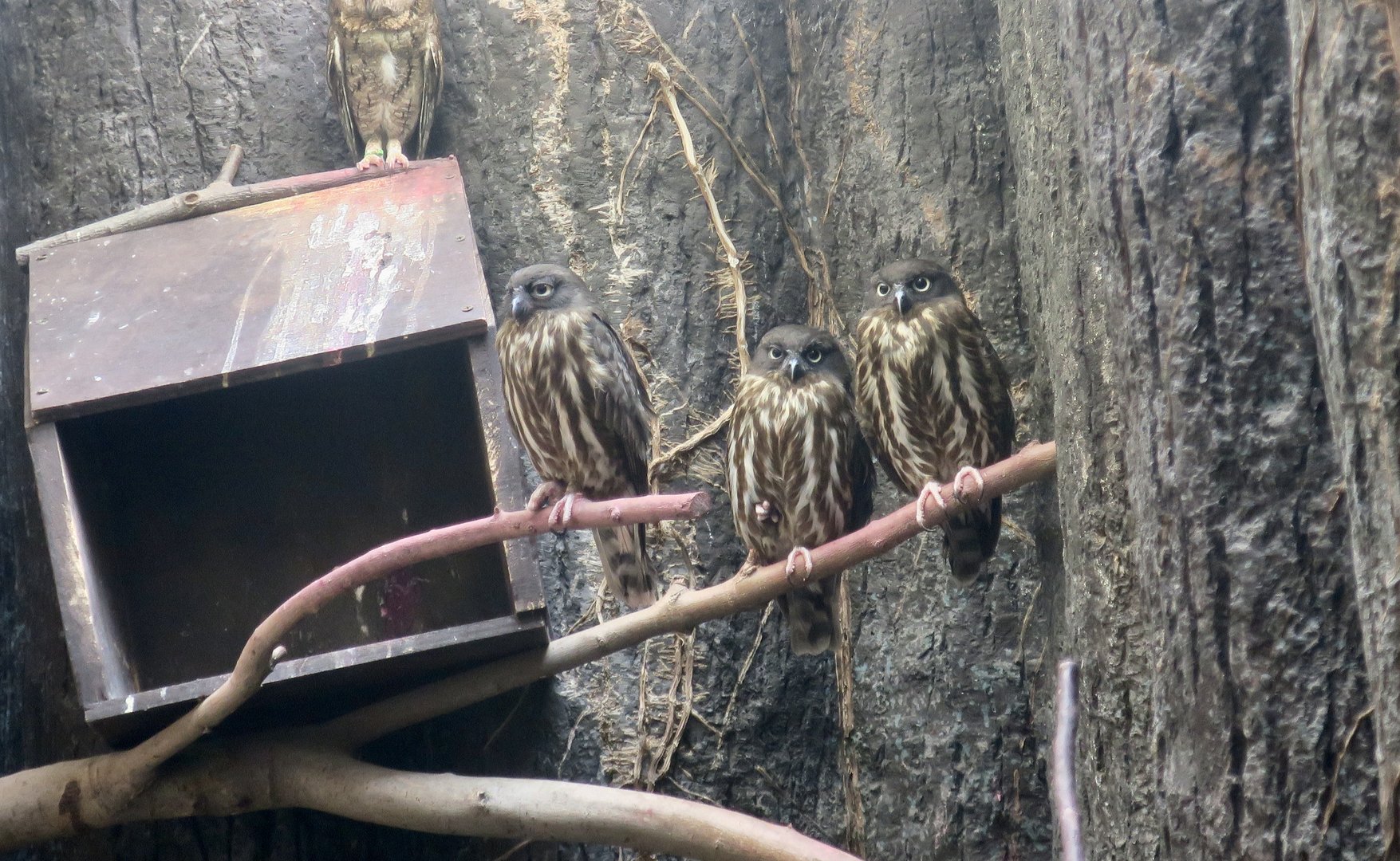 Northern Boobook (Ninox japonica)