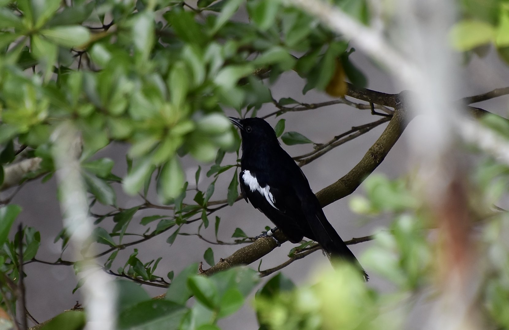 Northern Borneo Magpie-Robin (Copsychus saularis adamsi)