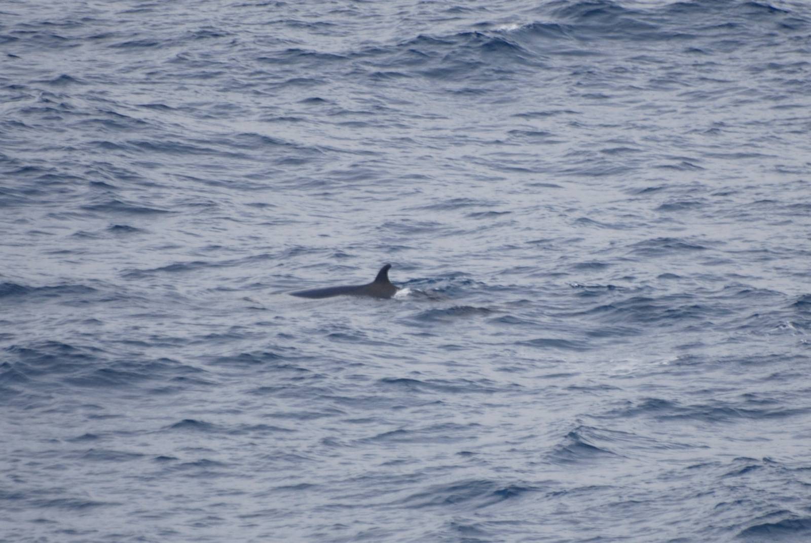 Northern Bottlenose Whale, Bay of Biscay 10/06/15