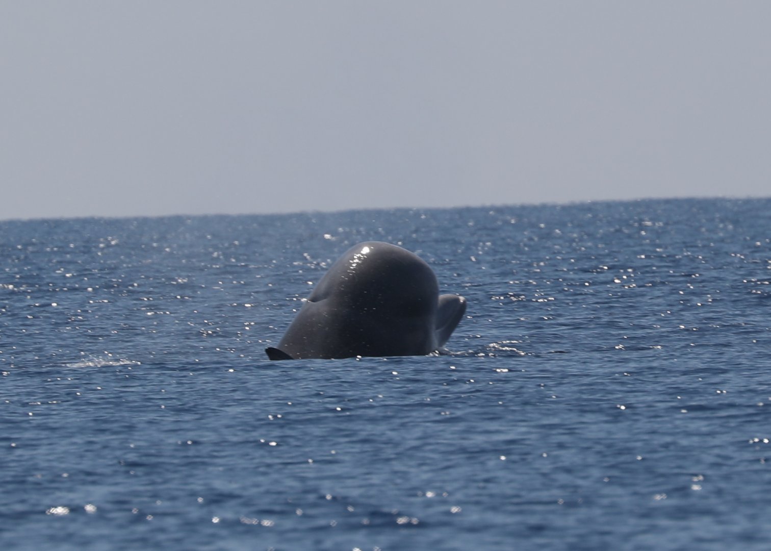 Northern bottlenose whale (Hyperoodon ampullatus) spy hopping