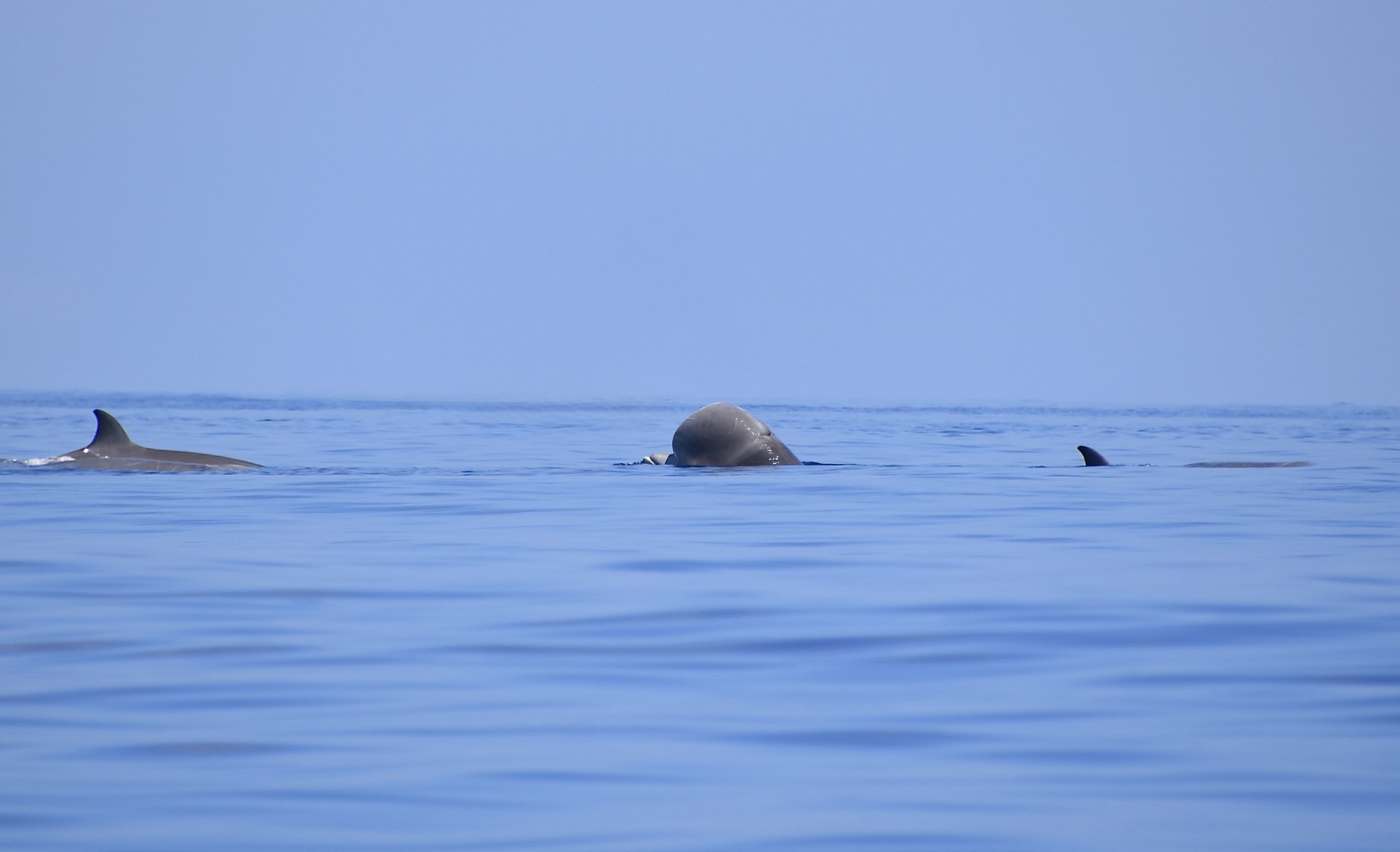 Northern Bottlenose Whale (Hyperoodon ampullatus) spyhopping a bit