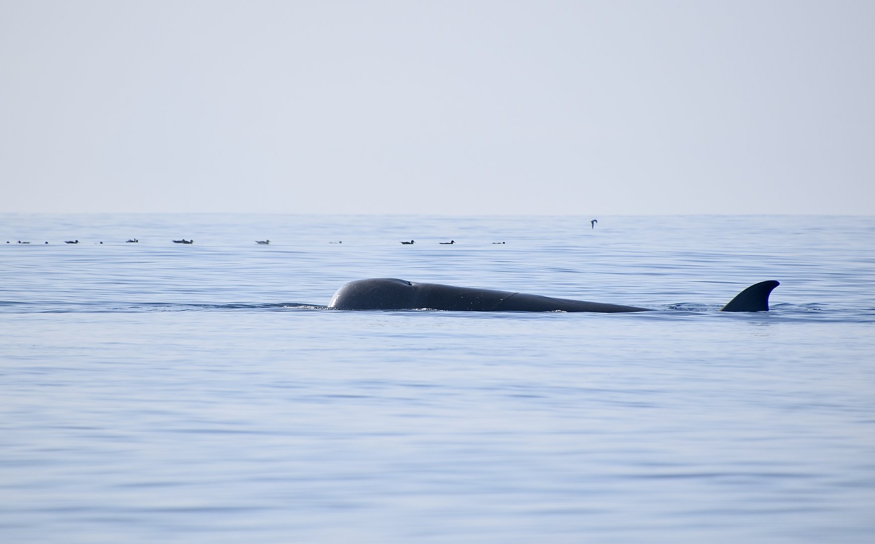 Northern Bottlenose Whale (Hyperoodon ampullatus) surfacing