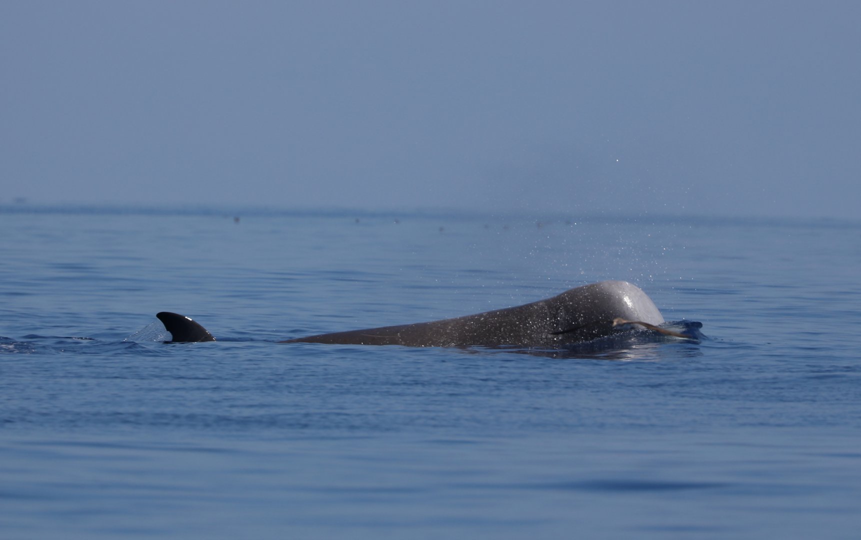 Northern bottlenose whale (Hyperoodon ampullatus)