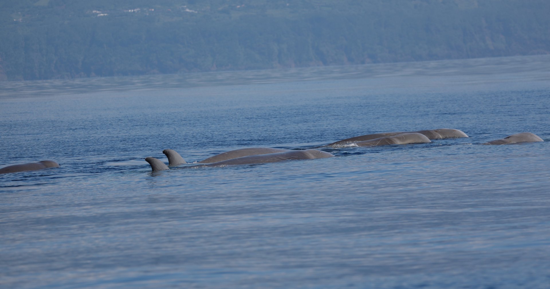 Northern bottlenose whale (Hyperoodon ampullatus)