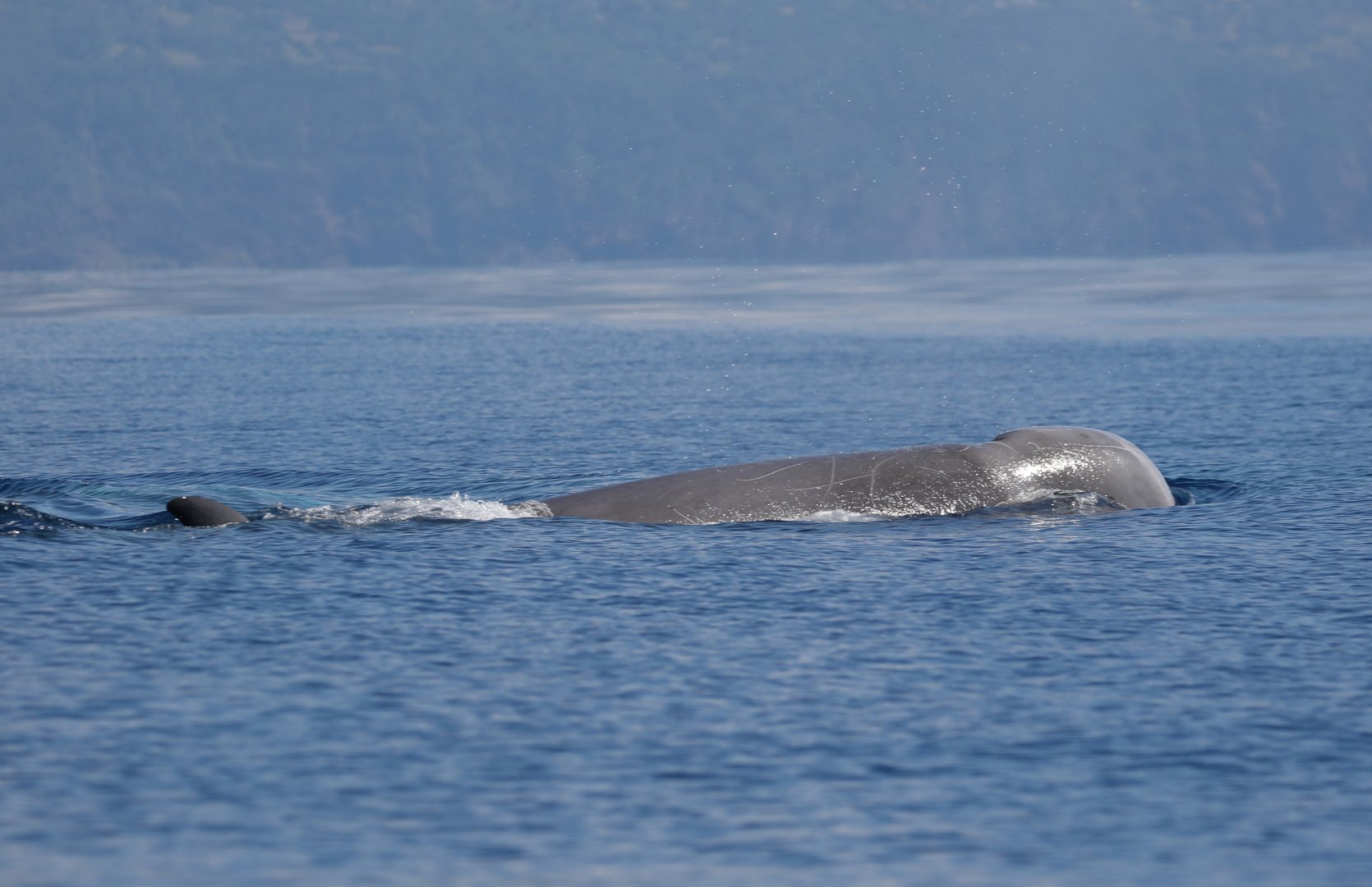 Northern bottlenose whale (Hyperoodon ampullatus)