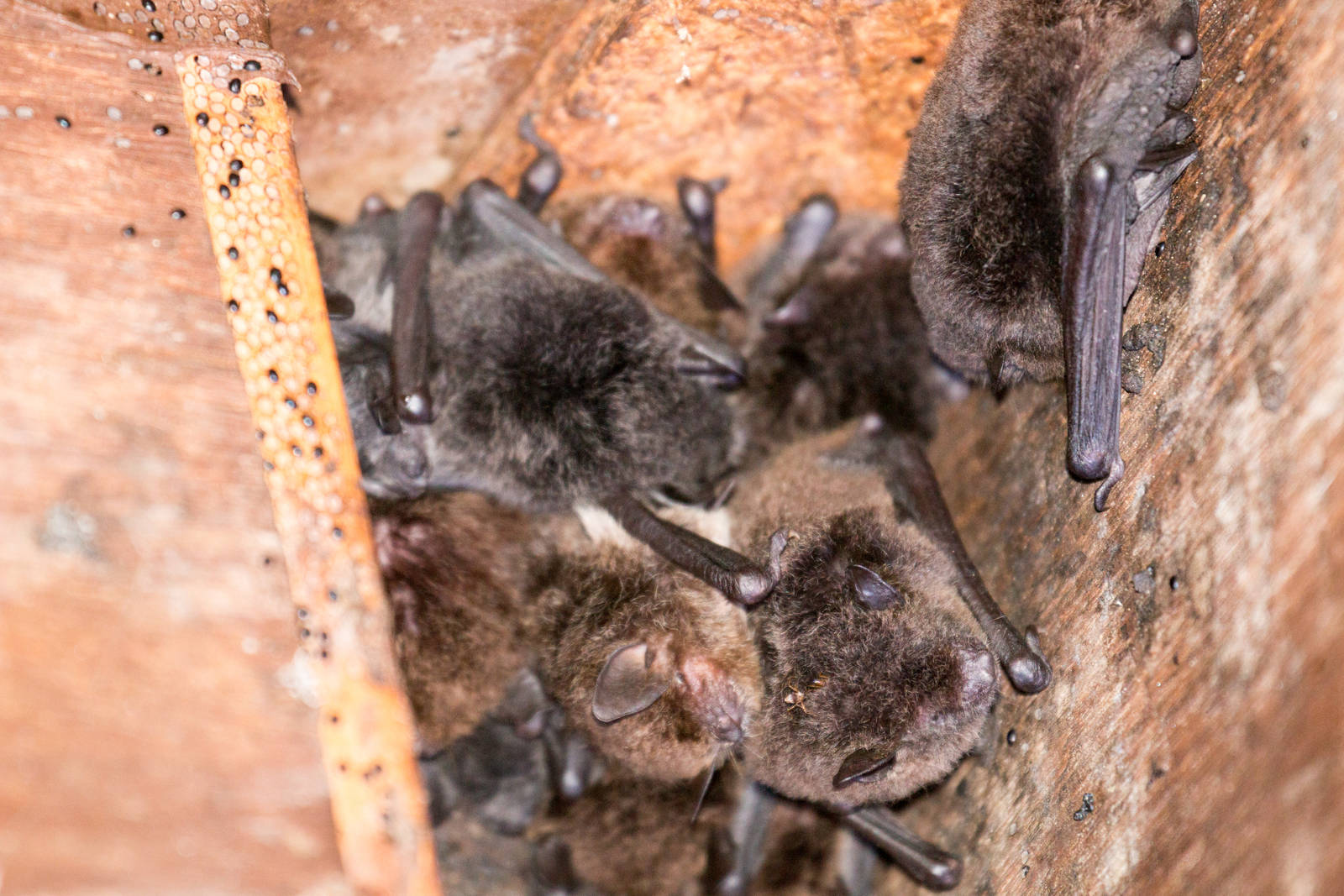 Northern Broadnosed Bat