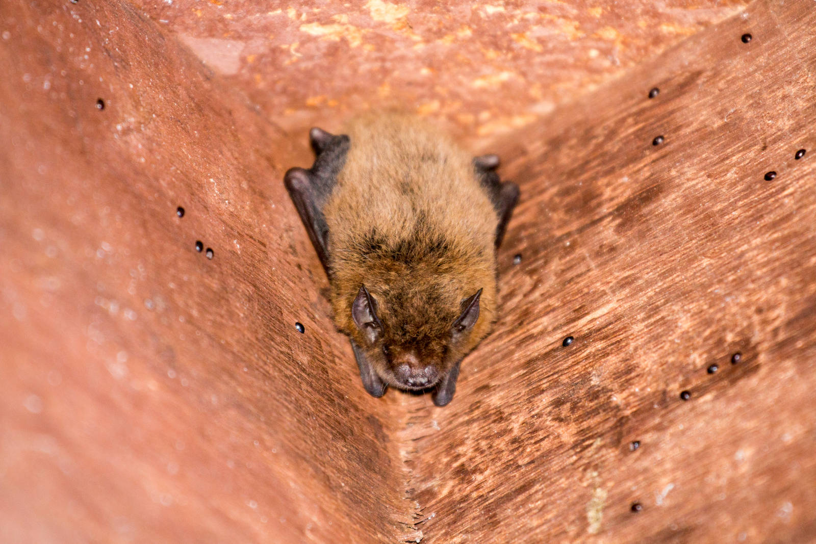 Northern Broadnosed Bat