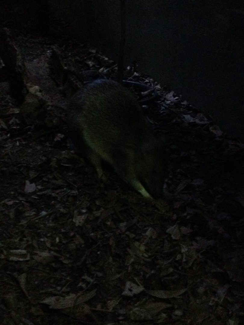 Northern Brown Bandicoot (Isoodon macrourus)