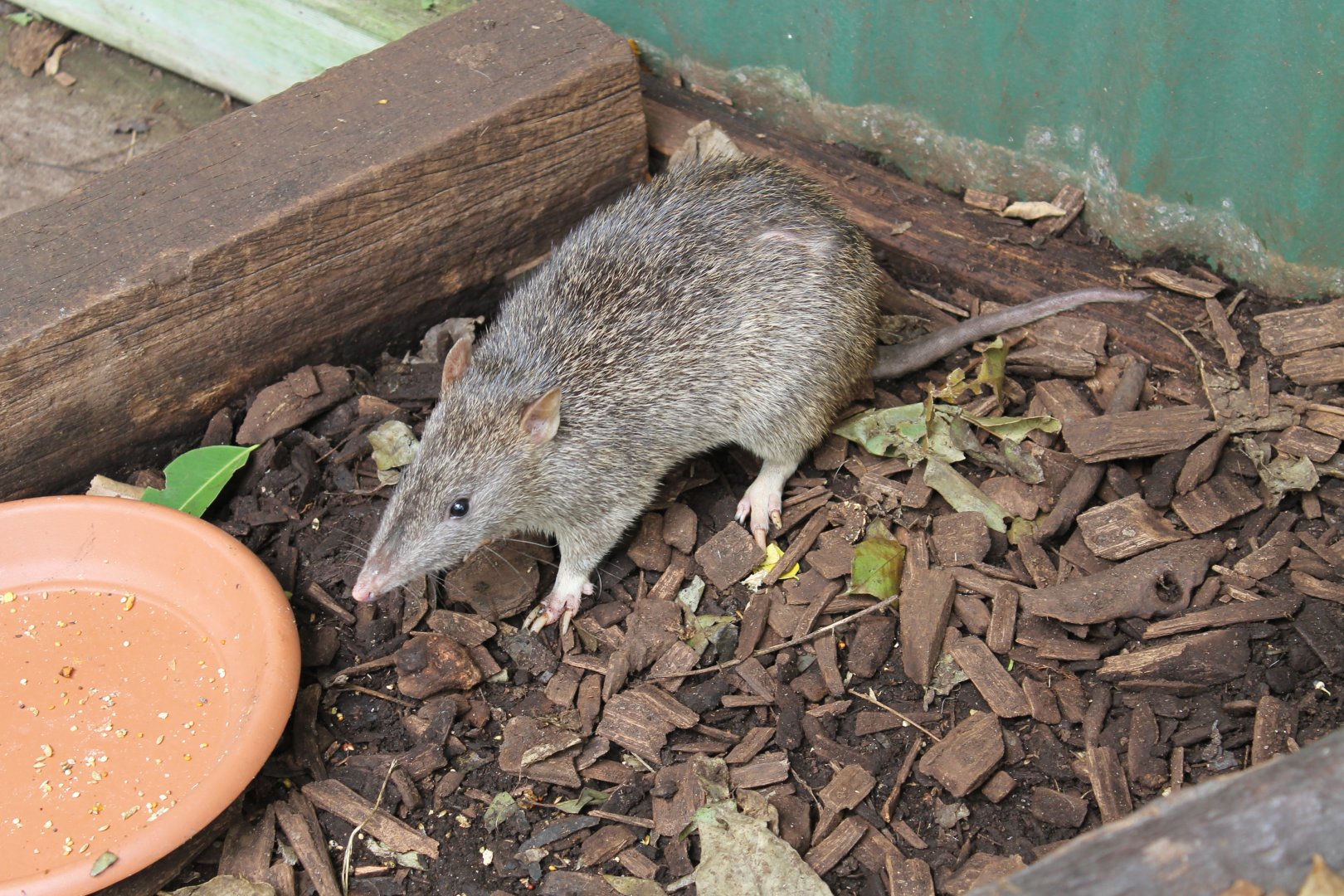 Northern Brown Bandicoot (Isoodon macrourus)