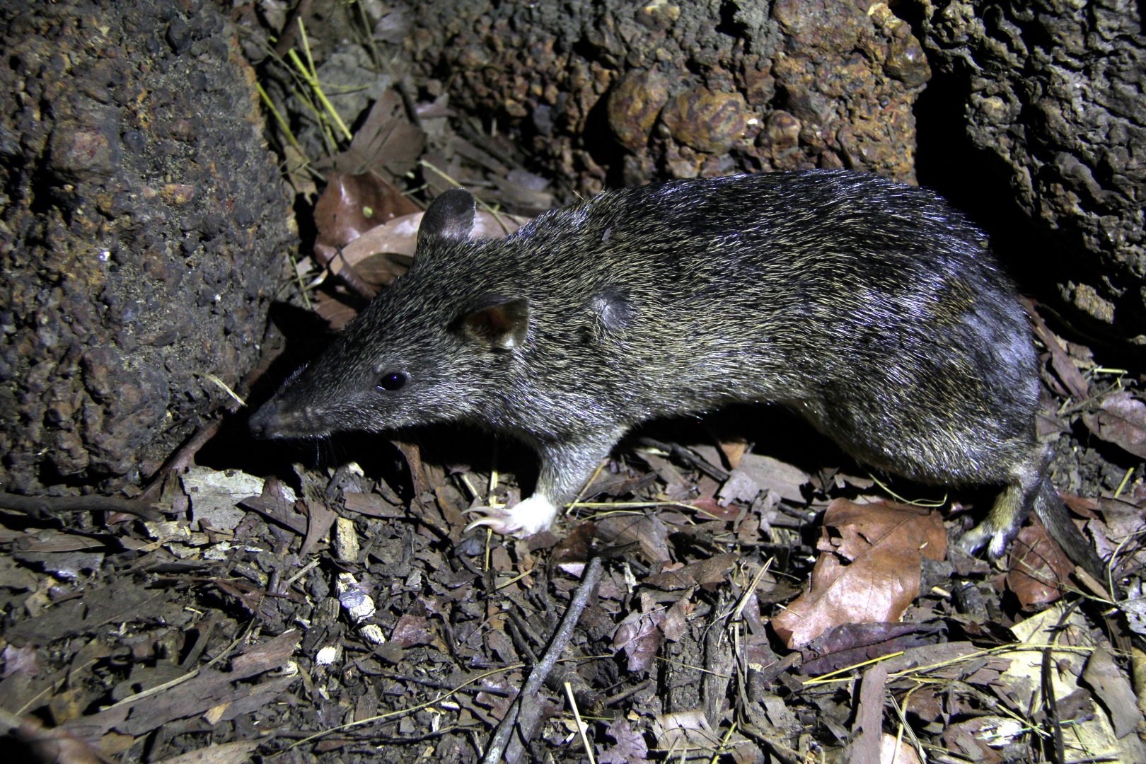 northern brown bandicoot (Isoodon macrourus)