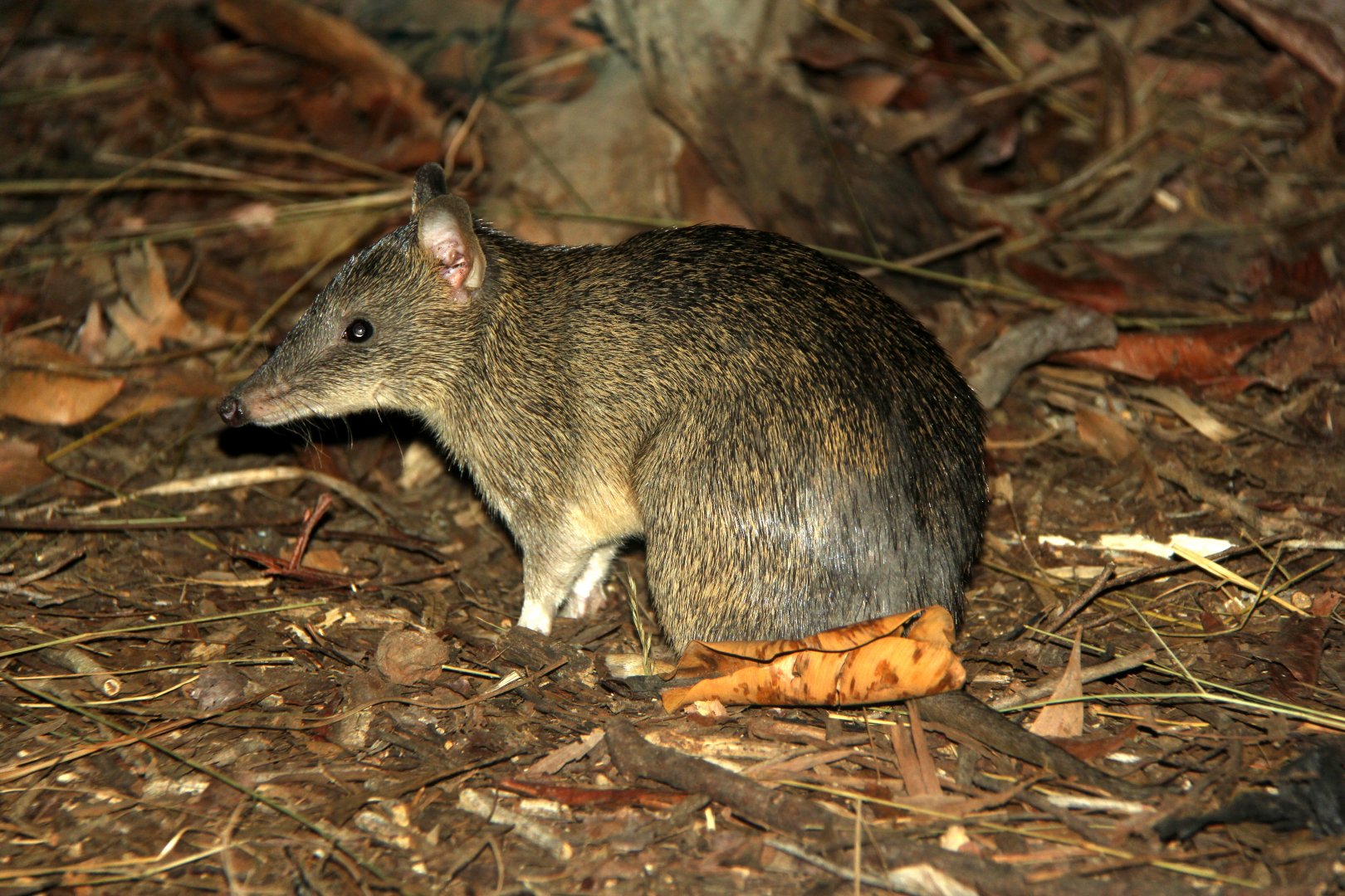 northern brown bandicoot (Isoodon macrourus)