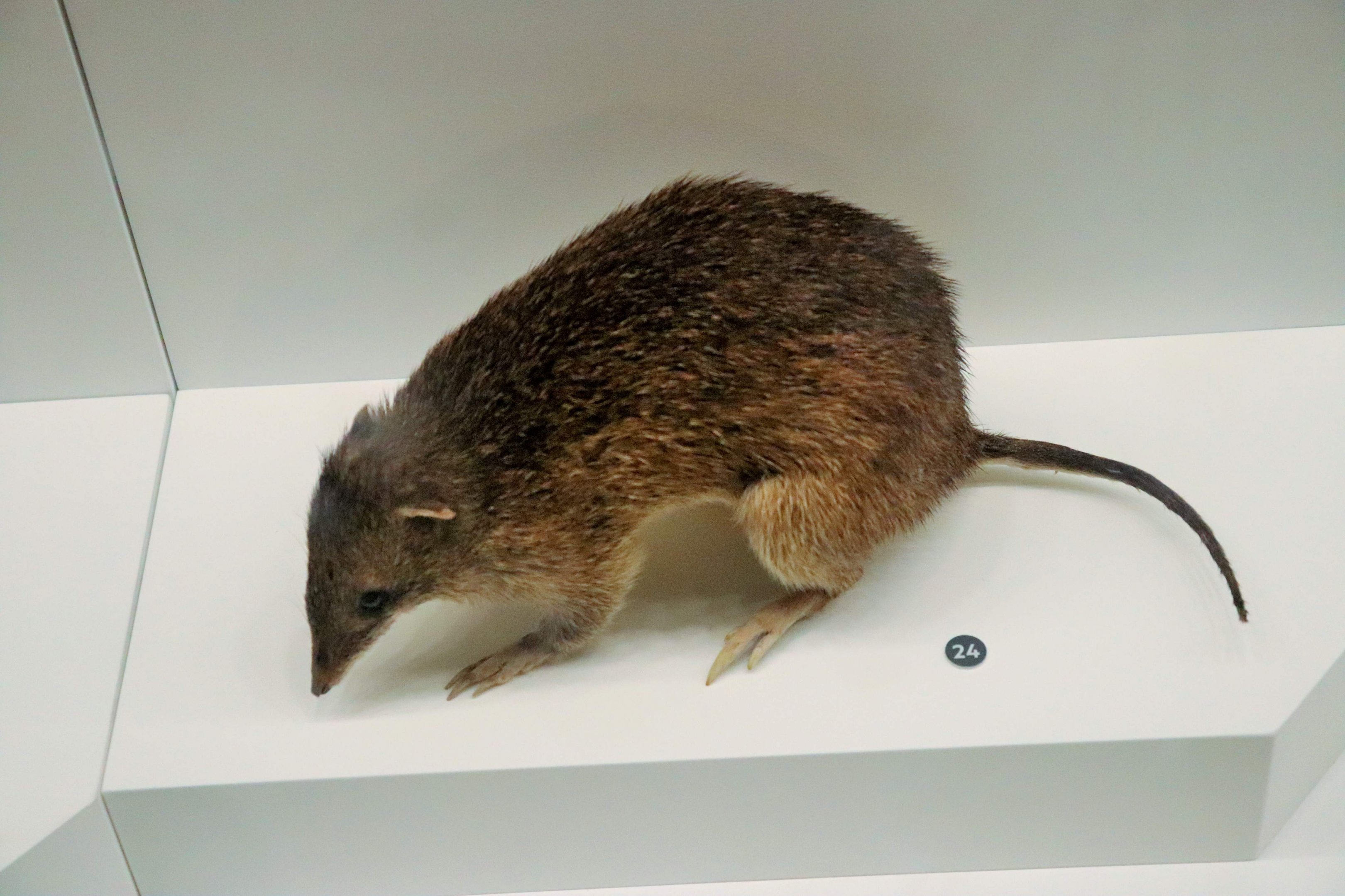 Northern Brown Bandicoot (Isoodon macrourus)